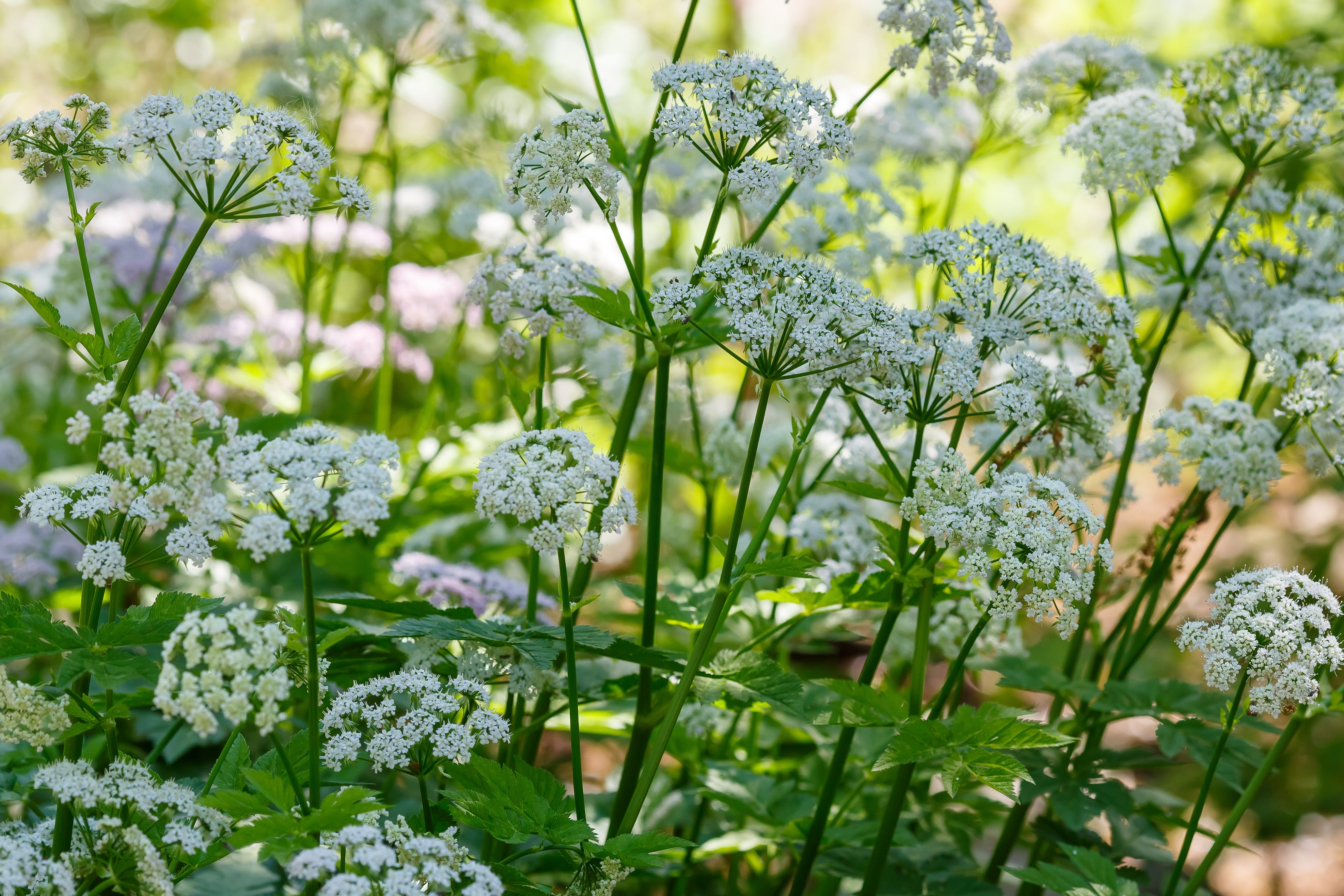 La valeriana è una pianta rustica, che non teme le temperature rigide invernali.