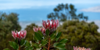 Protea