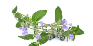 Erba gatta