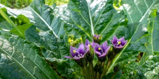 Mandragola o mandragora
