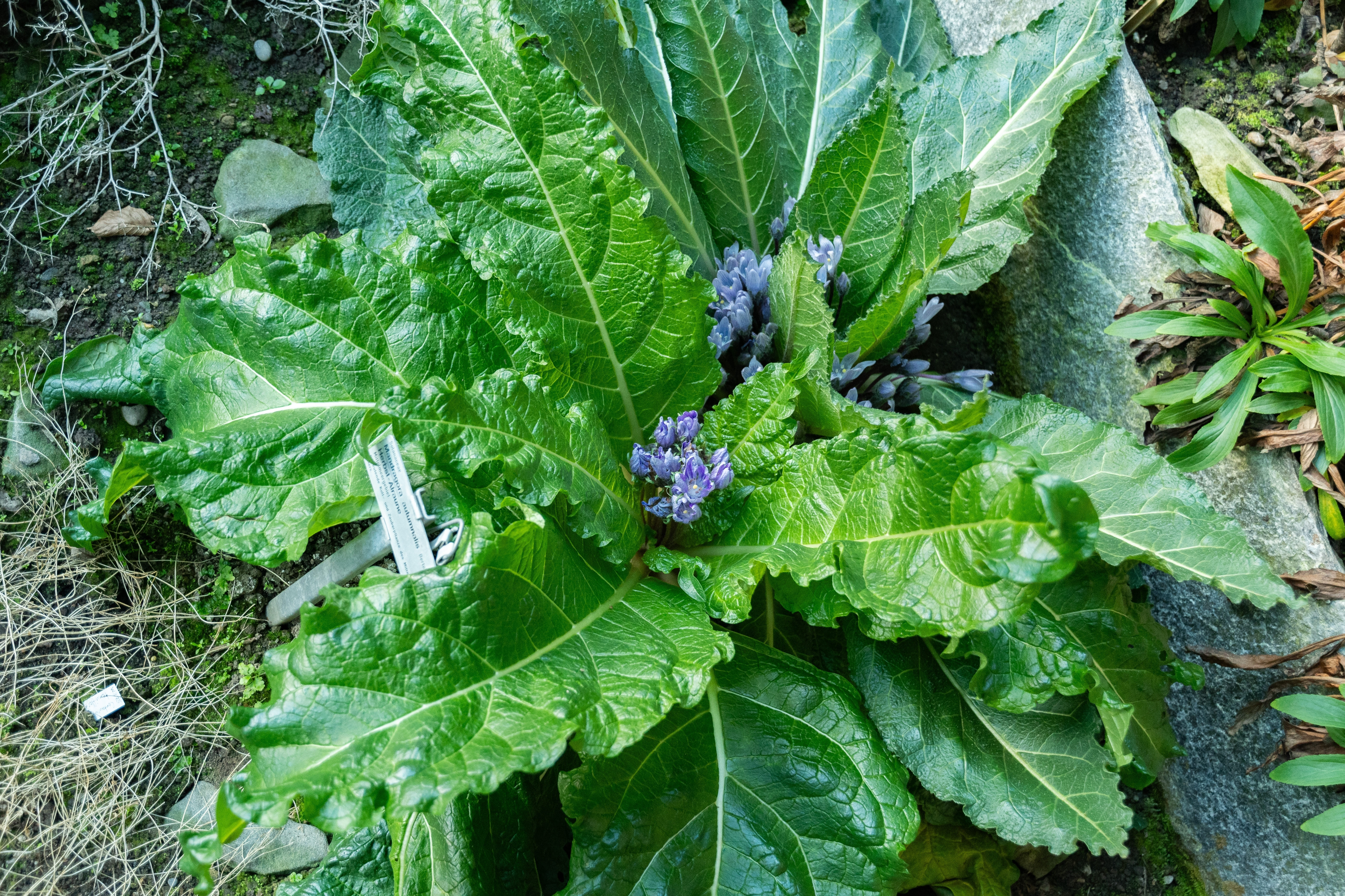 La mandragola produce, in primavera e in autunno, fiorellini di colore violetto o azzurro.