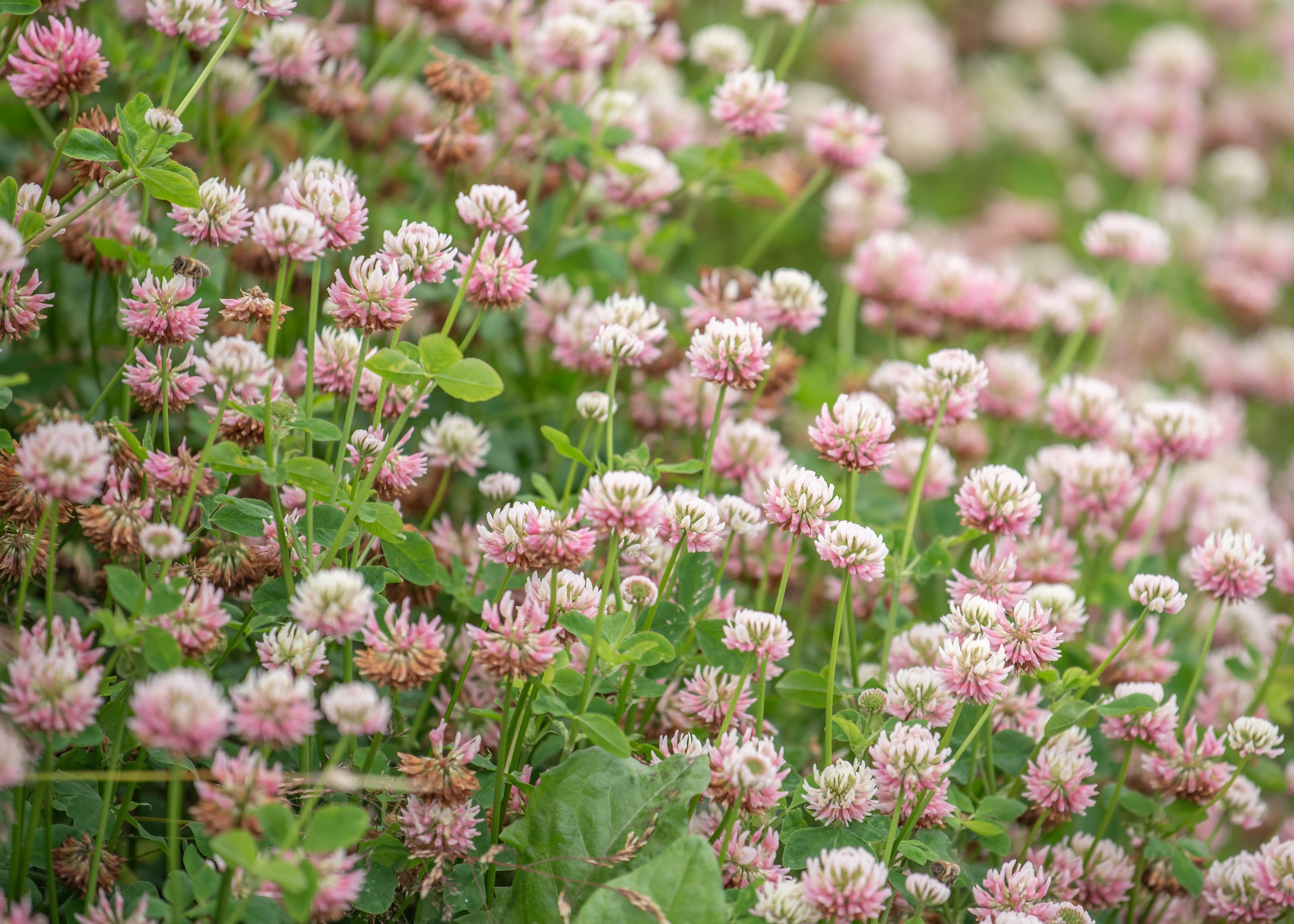 Il trifoglio fiorisce nel periodo primaverile-estivo.