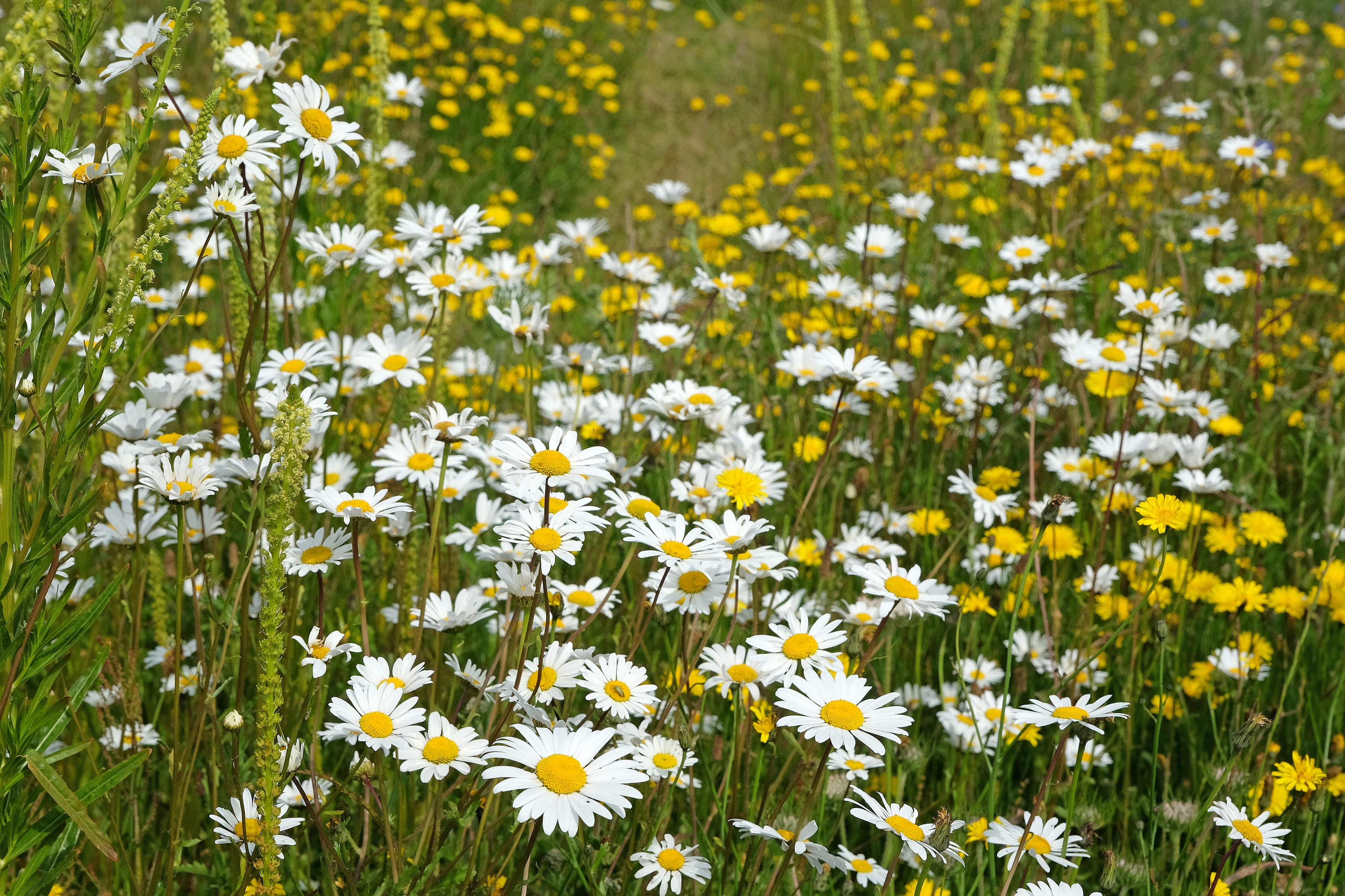 La margherita cresce preferibilmente in prati ben soleggiati. La margherita cresce preferibilmente in prati ben soleggiati.