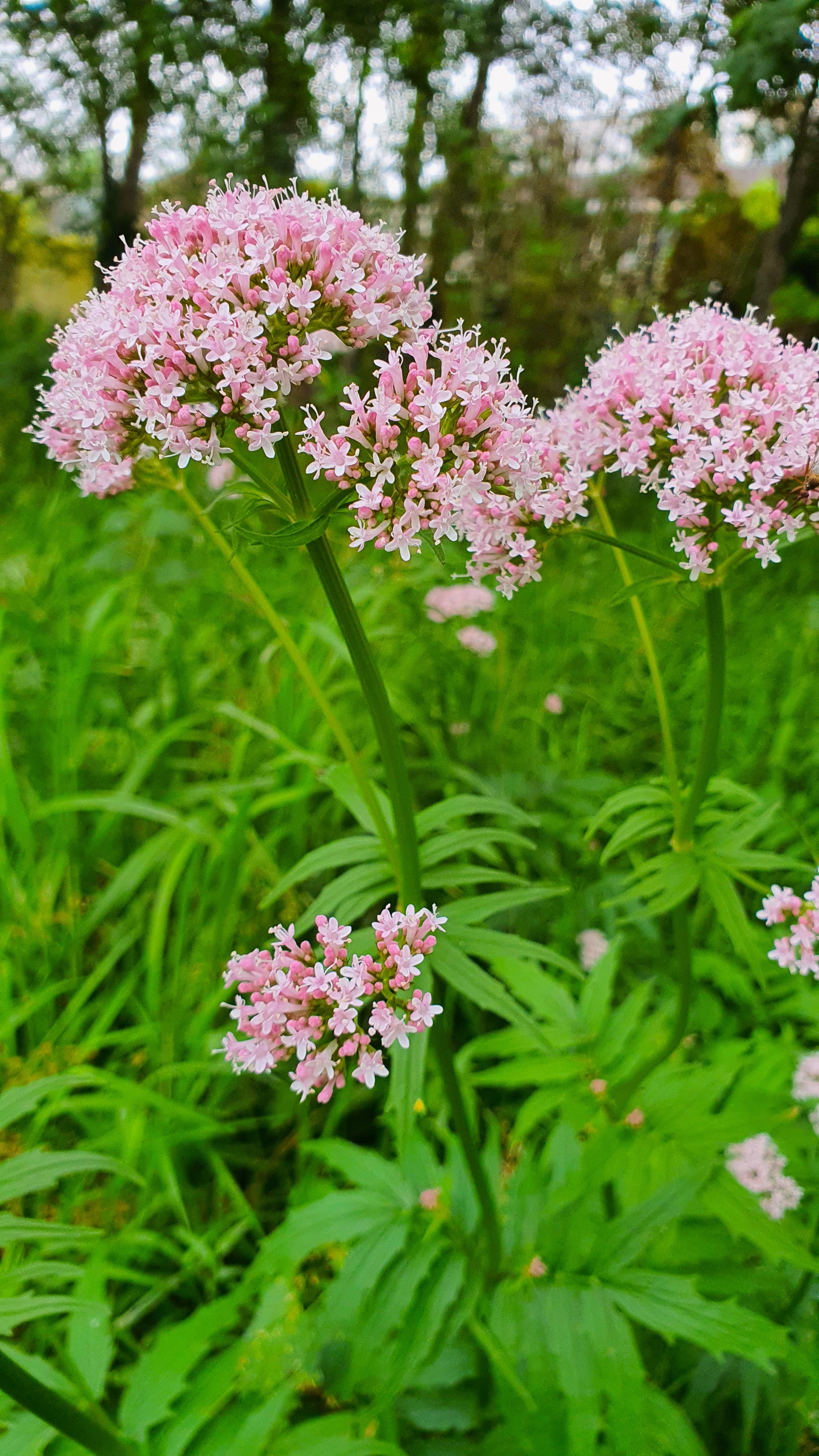 La valeriana fiorisce durante la primavera e l'estate.