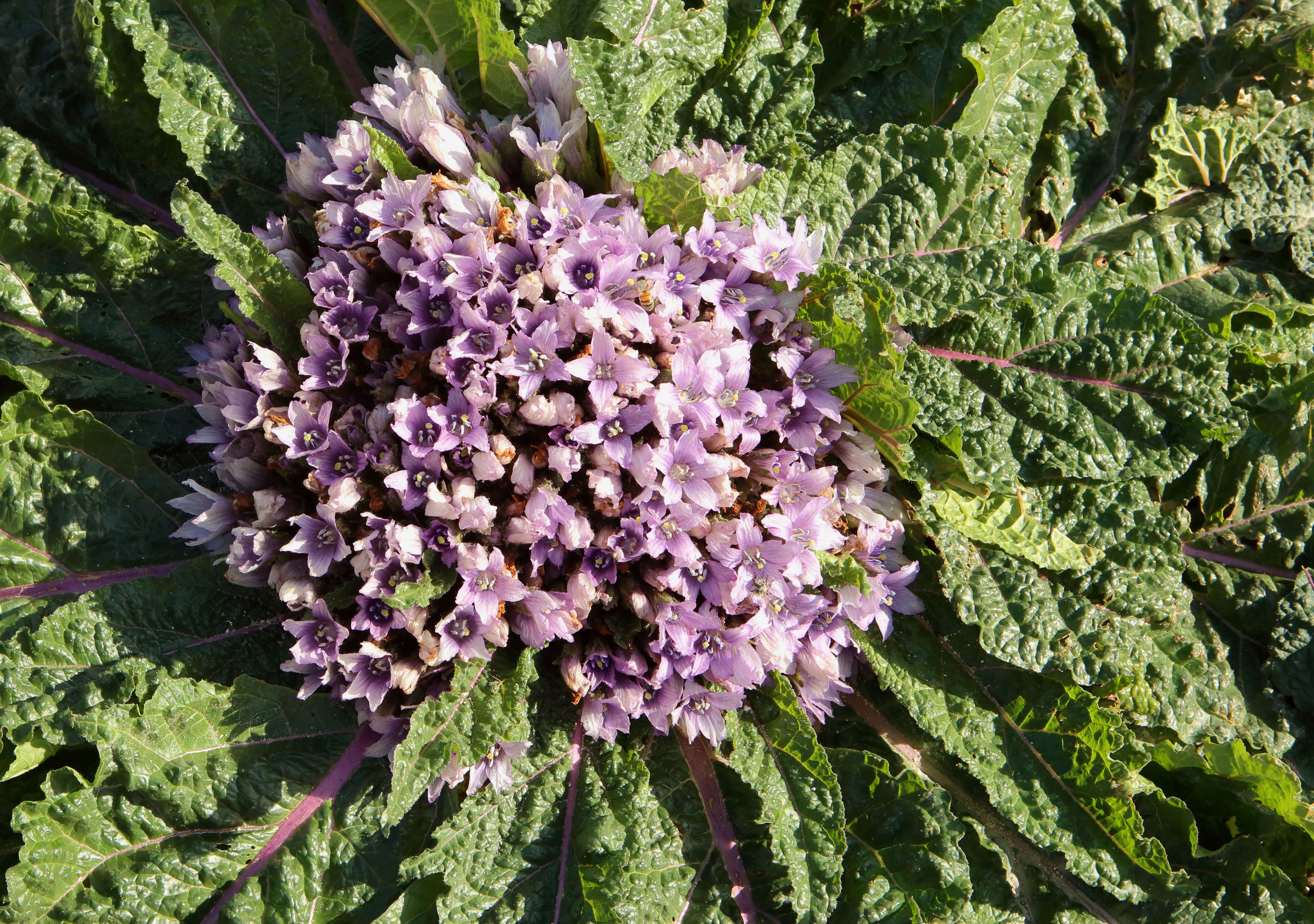 La mandragola assomiglia a piante selvatiche commestibili, ma è altamente tossica.