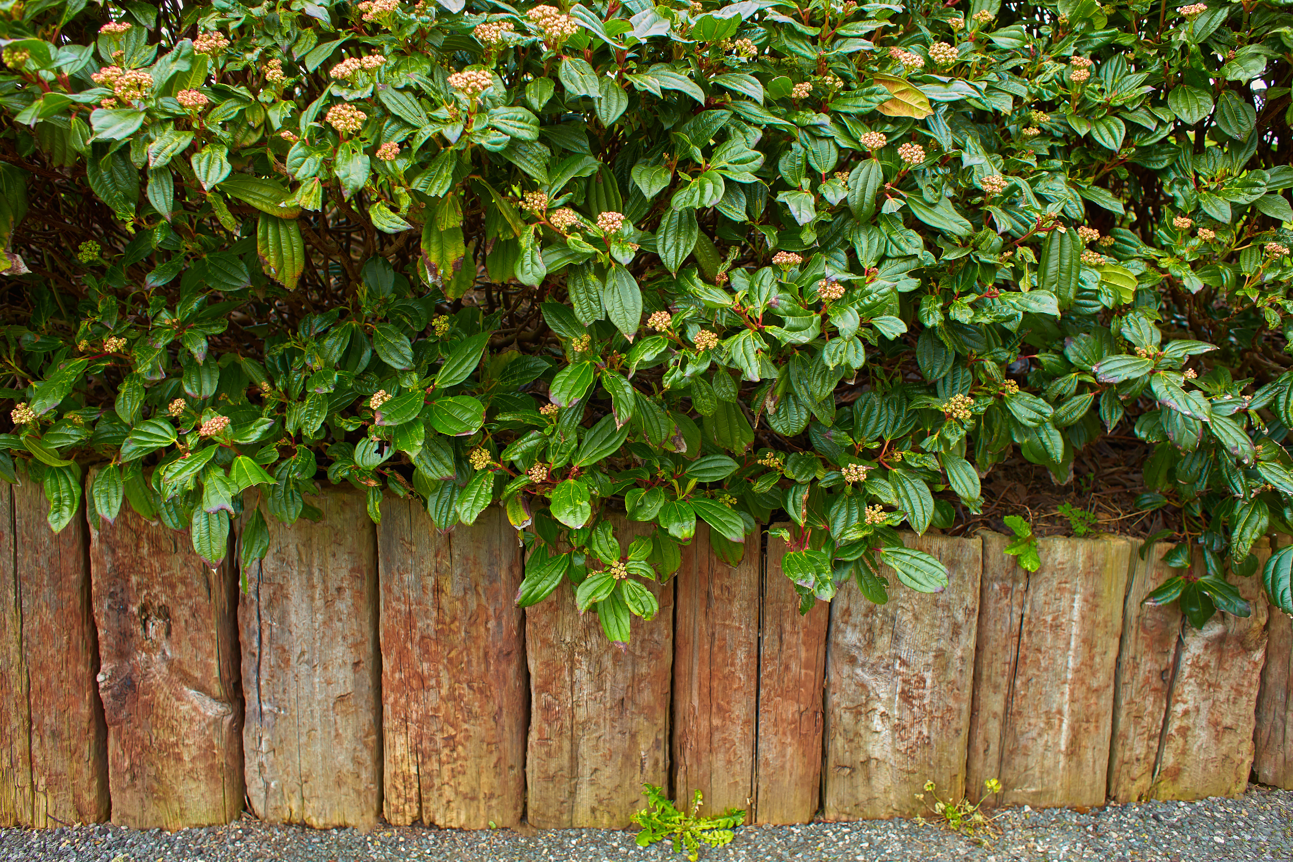 La lentaggine è usata soprattutto nella creazione di siepi a delimitazione dei giardini.