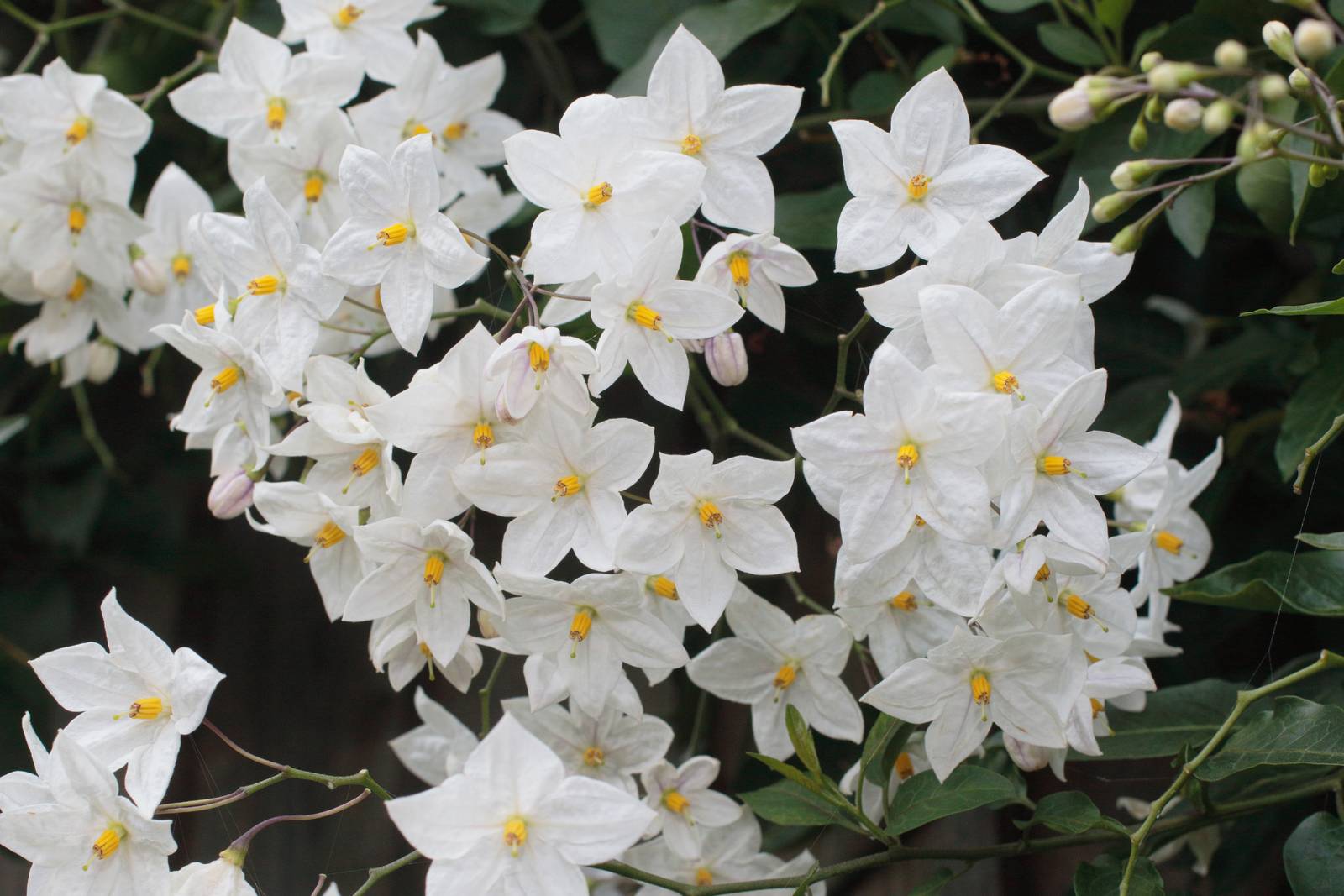 Come suggerisce il nome, i fiori bianchi di solanum jasminoides possono ricordare quelli del gelsomino, ma sono privi di profumo.