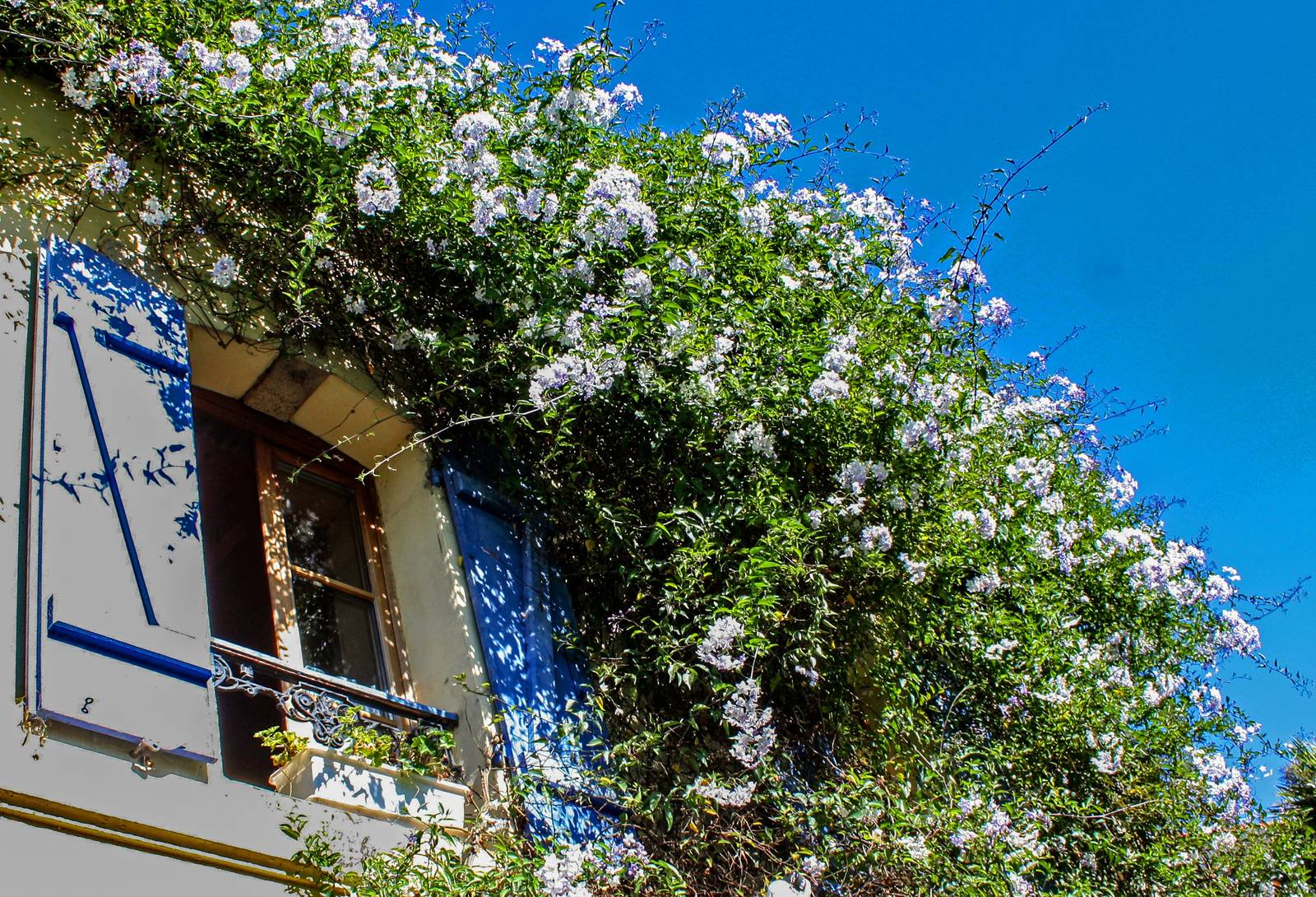 Il genere solanum comprende anche piante rampicanti, adatte a coprire le facciate delle abitazioni.