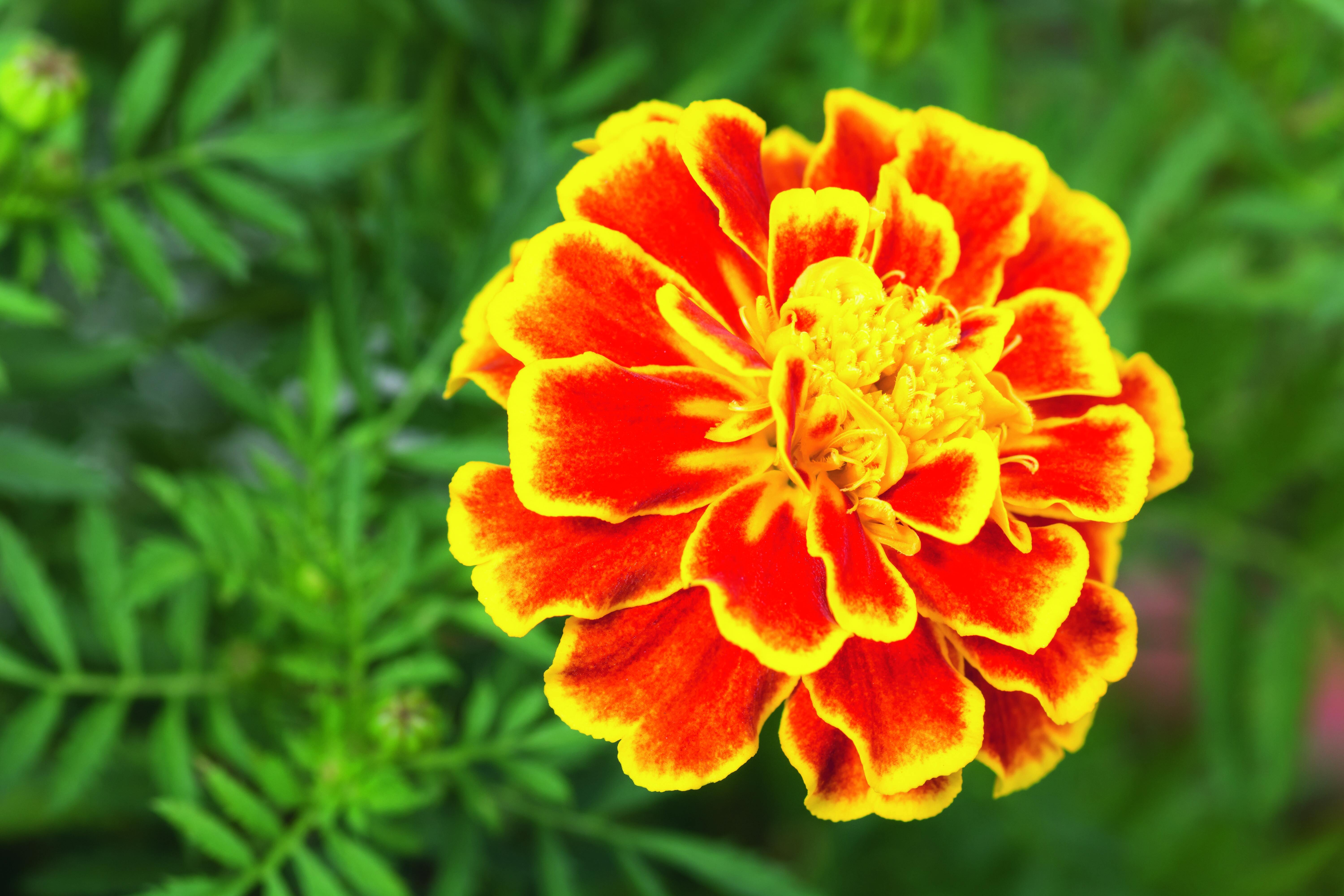 I tagete si riconoscono per i colori incredibilmente vivaci dei fiori, che spaziano dal giallo, al rosso intenso, al rosa caldo, con varie sfumature. I tagete si riconoscono per i colori incredibilmente vivaci dei fiori, che spaziano dal giallo, al rosso intenso, al rosa caldo, con varie sfumature.