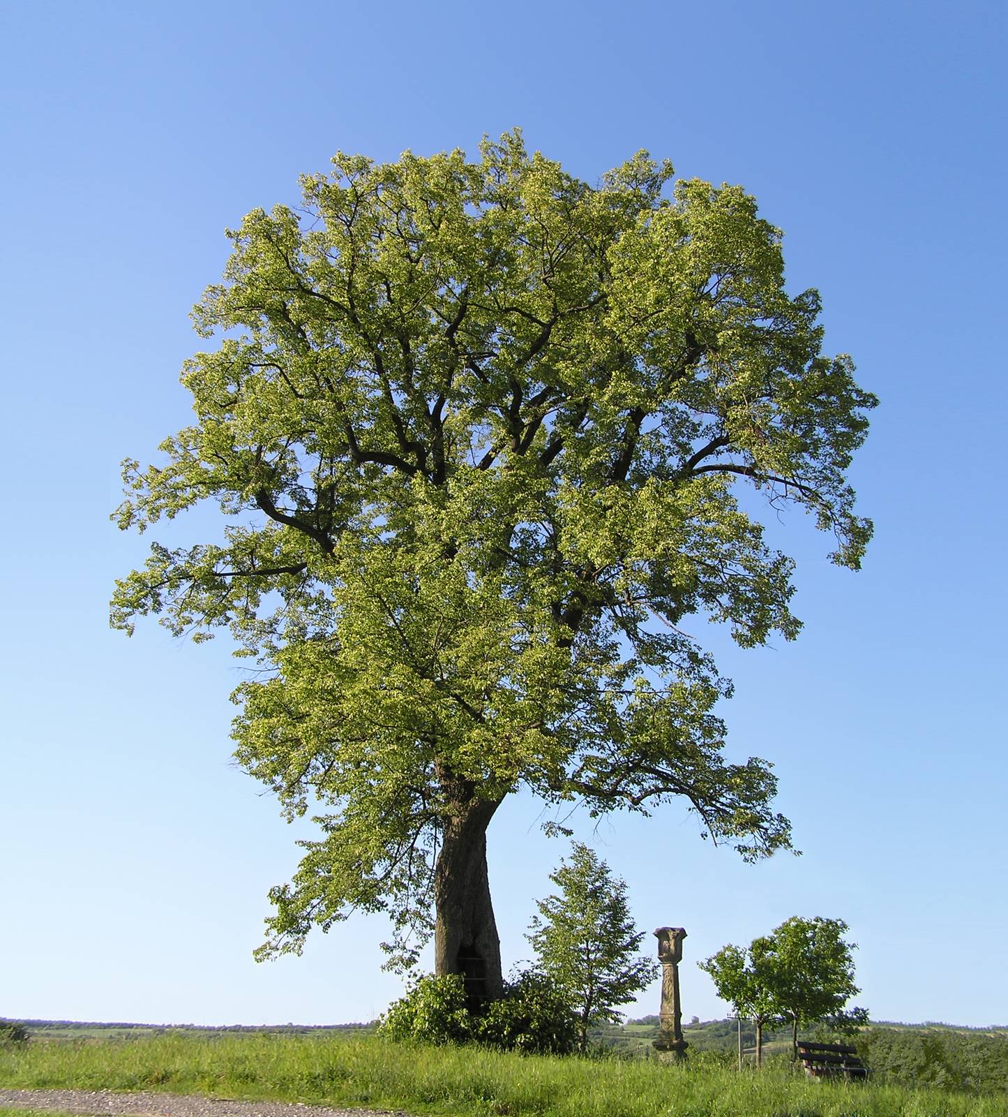 Alcune varietà di tiglio possono raggiungere anche i 40 metri di altezza.