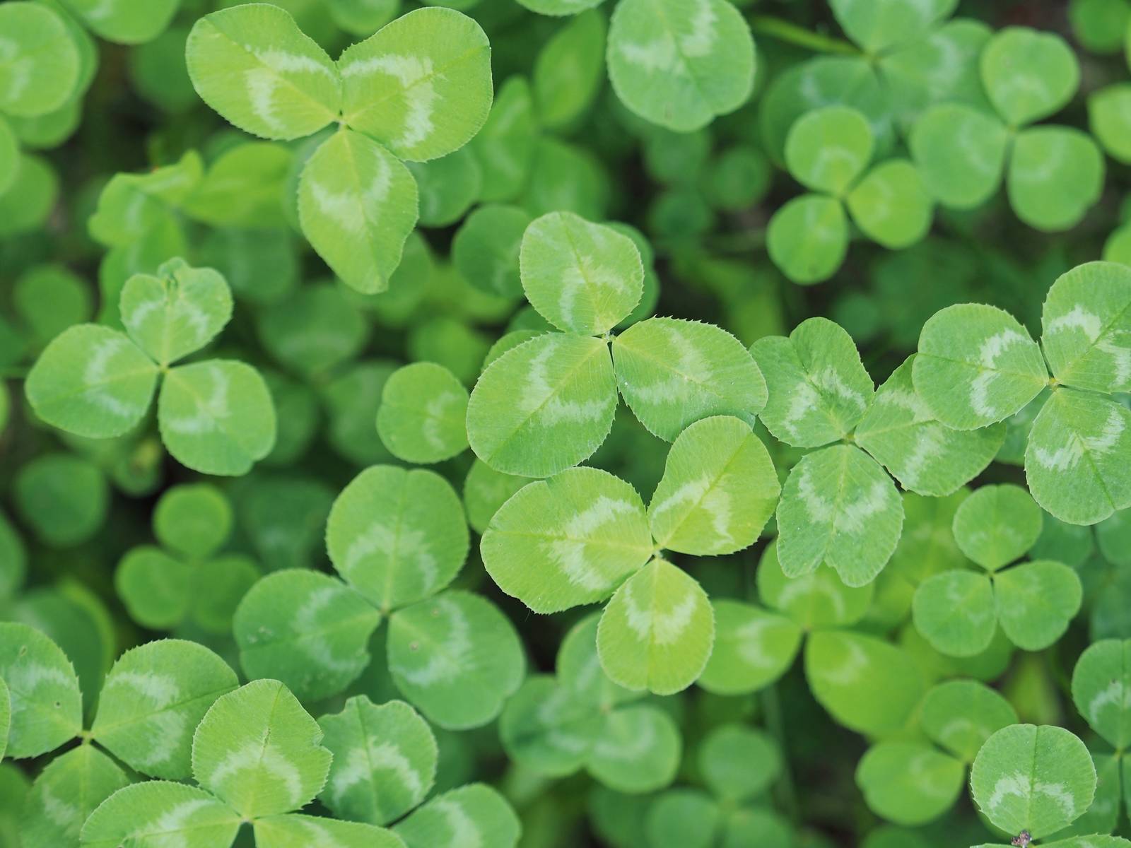 Come si vede in foto, il trifoglio si caratterizza per le foglie verdi picciolate con lamina divisa in tre segmenti ovali.