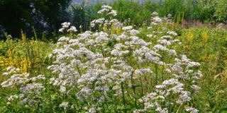 Valeriana