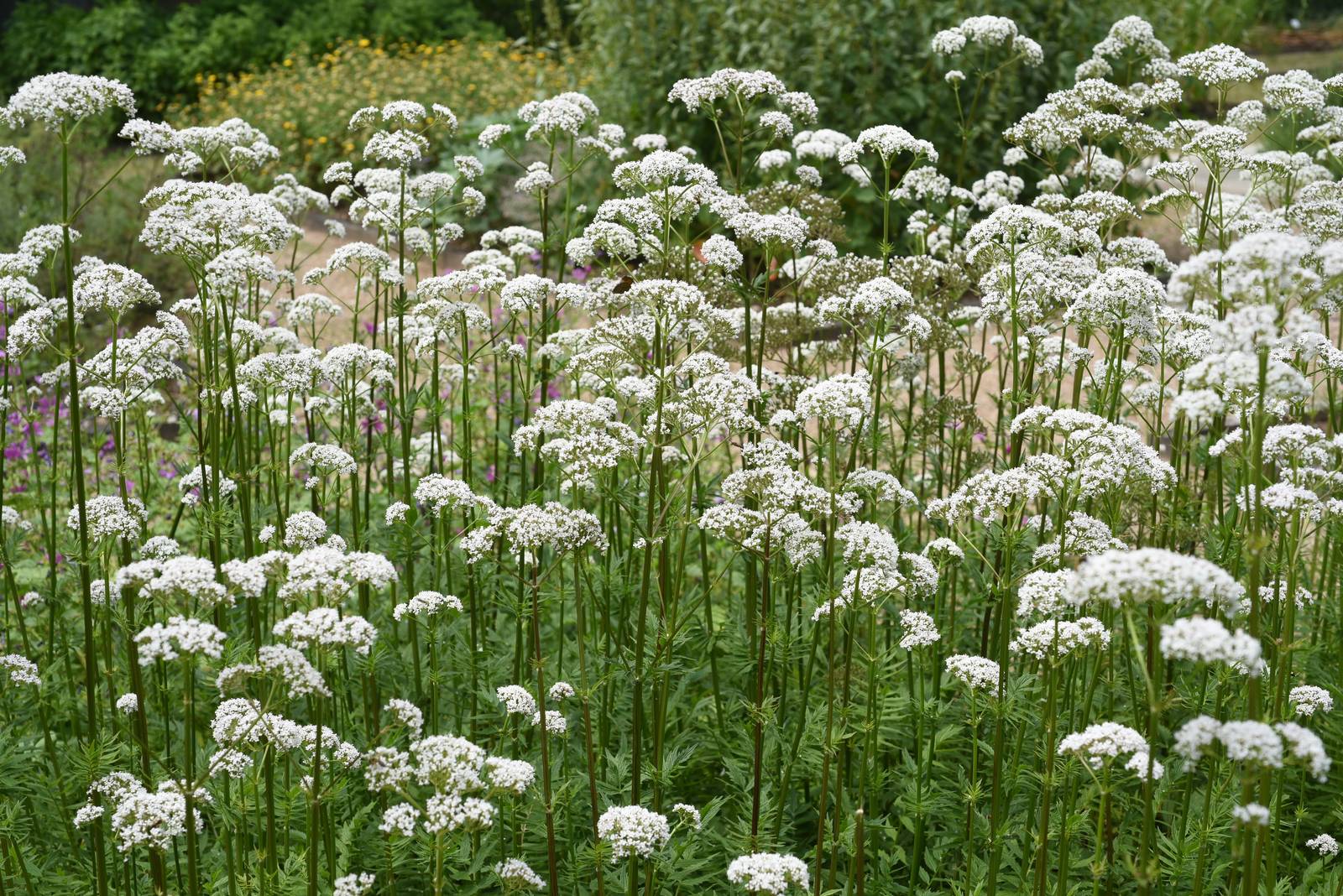 La valeriana cresce bene in pieno sole, o al massimo in mezz'ombra.