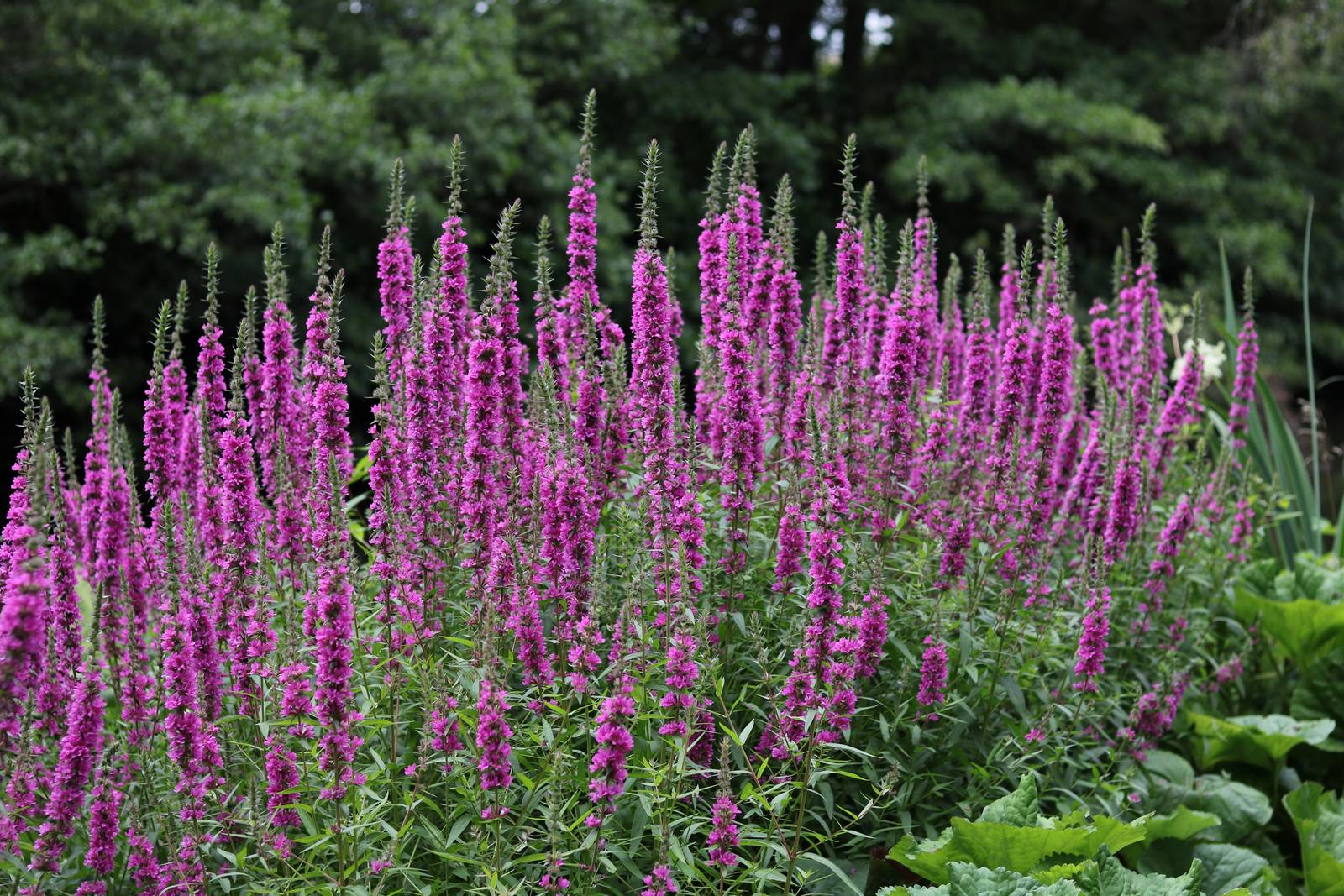 La veronica si può coltivare in piena terra solo nelle regioni a clima temperato e mite, altrimenti occorre optare per la crescita in contenitore. La veronica si può coltivare in piena terra solo nelle regioni a clima temperato e mite, altrimenti occorre optare per la crescita in contenitore.