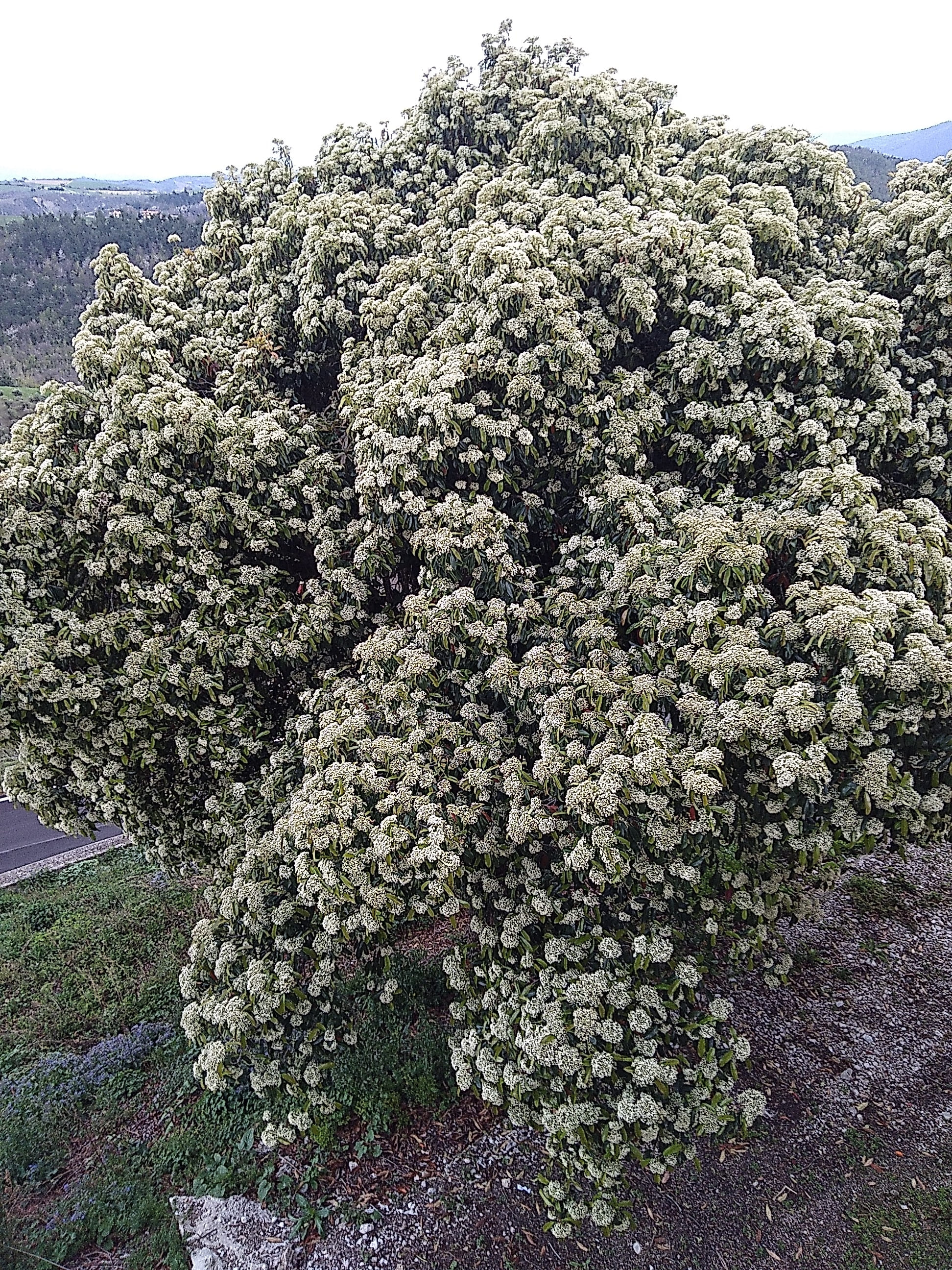 La lentaggine si può coltivare anche come esemplare isolato.