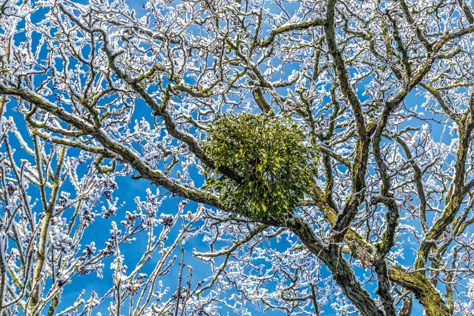 Come si vede in foto, il vischio è una pianta sprovvista di radici poiché cresce su piante che la ospitino, come le conifere. Come si vede in foto, il vischio è una pianta sprovvista di radici poiché cresce su piante che la ospitino, come le conifere.