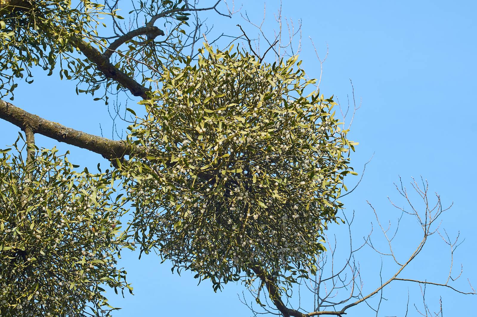 Il vischio cresce con vigore e prospera soprattutto durante il periodo invernale: nelle altre stagioni, tende a essere meno visibili sulle piante che lo ospitano. Il vischio cresce con vigore e prospera soprattutto durante il periodo invernale: nelle altre stagioni, tende a essere meno visibili sulle piante che lo ospitano.