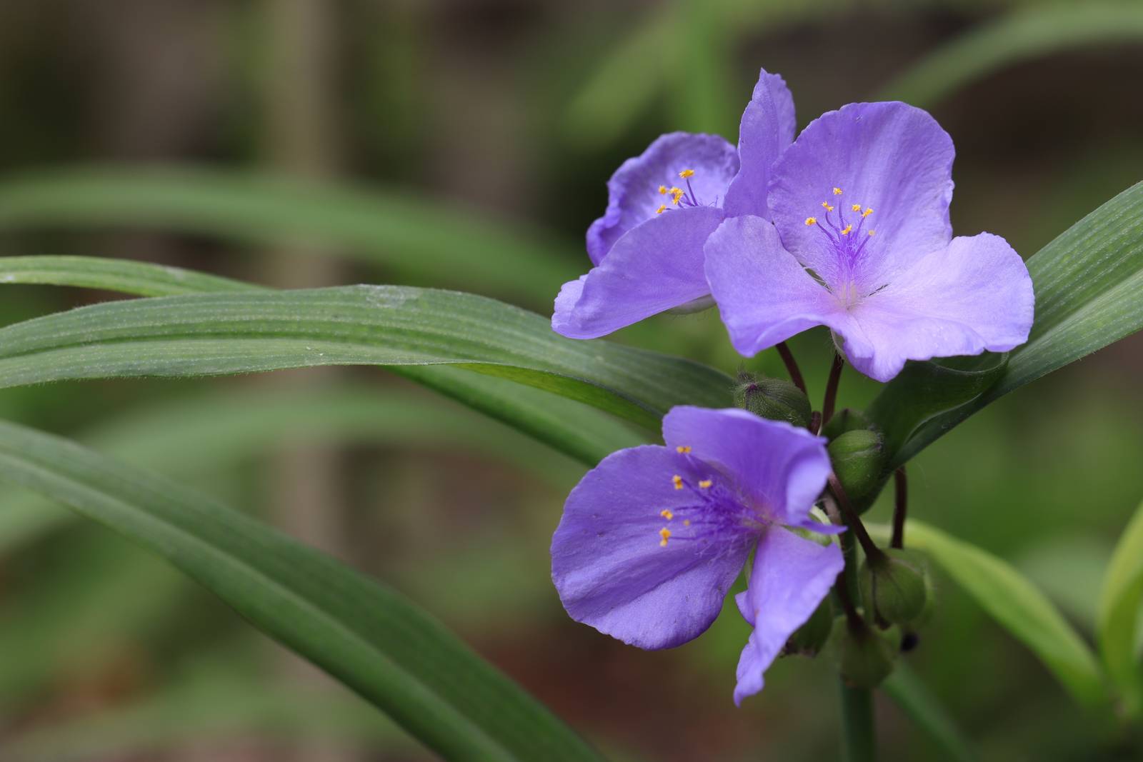 La tradescantia fiorisce, per poco tempo, nel periodo estivo. La tradescantia fiorisce, per poco tempo, nel periodo estivo.