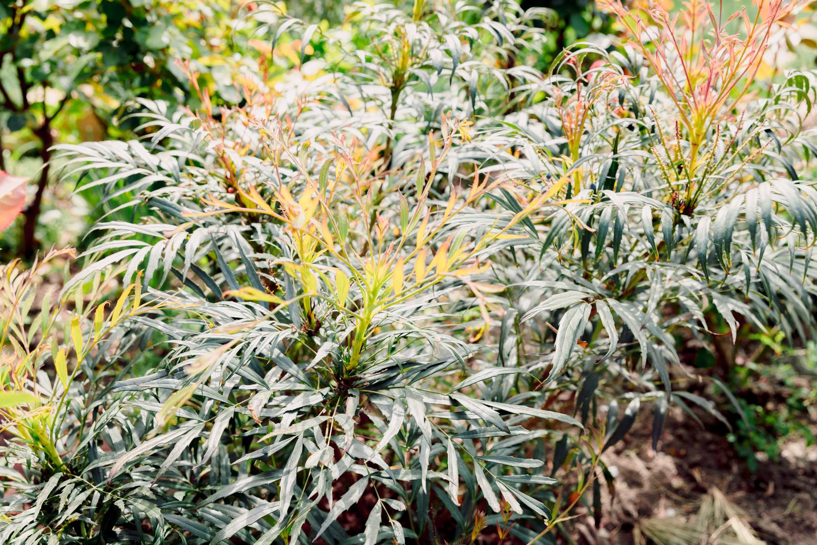 In foto la mahonia narihira. In foto la mahonia narihira.