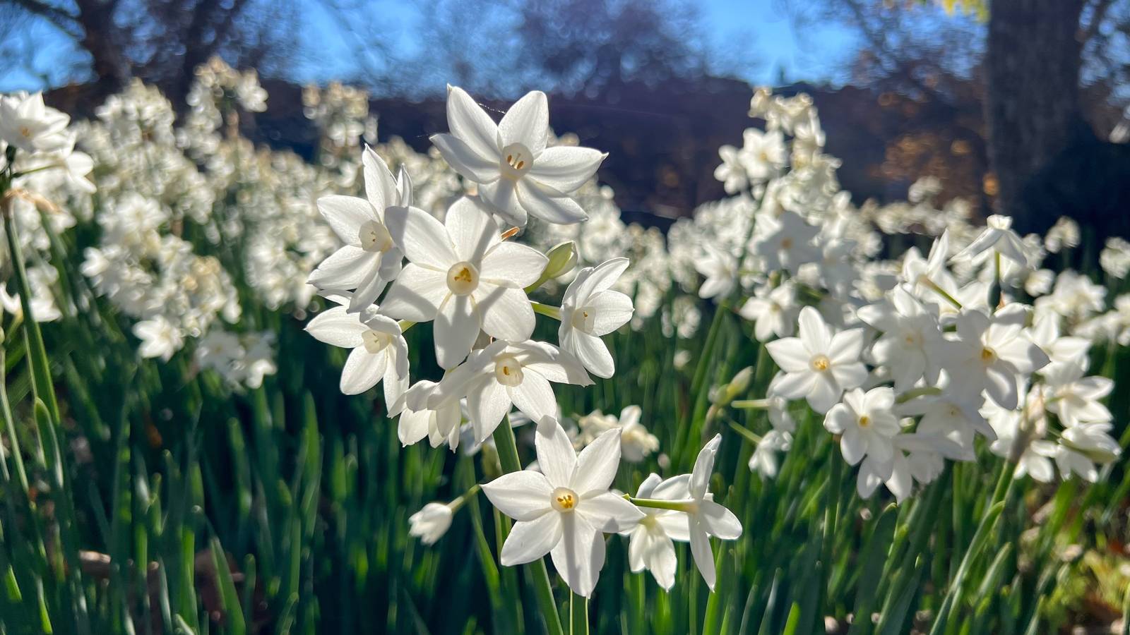 In foto, un esemplare di "Narcissus Papyraceus". In foto, un esemplare di "Narcissus Papyraceus".