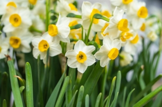 Nella foto è ben visibile la caratteristica forma a trombetta della corona centrale del fiore di narciso. Nella foto è ben visibile la caratteristica forma a trombetta della corona centrale del fiore di narciso.