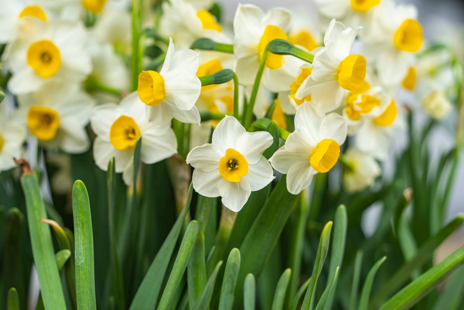 Nella foto è ben visibile la caratteristica forma a trombetta della corona centrale del fiore di narciso. Nella foto è ben visibile la caratteristica forma a trombetta della corona centrale del fiore di narciso.