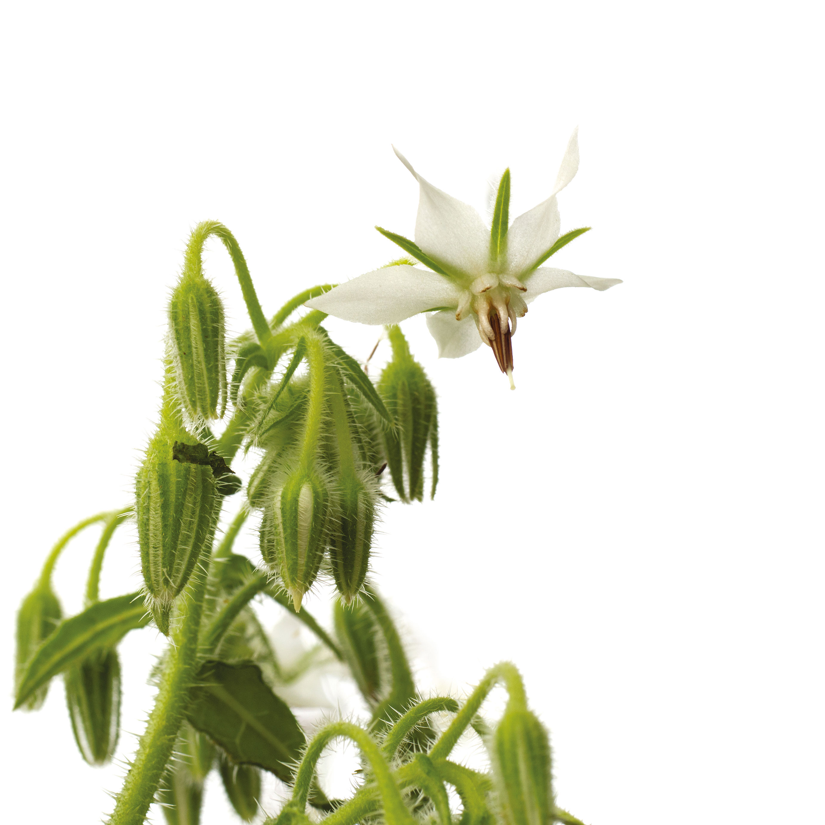 Sebbene la borragine sia nota per i suoi fiori di colore blu, la varietà Alba presenta delle infiorescenze bianco candide. Sebbene la borragine sia nota per i suoi fiori di colore blu, la varietà Alba presenta delle infiorescenze bianco candide.
