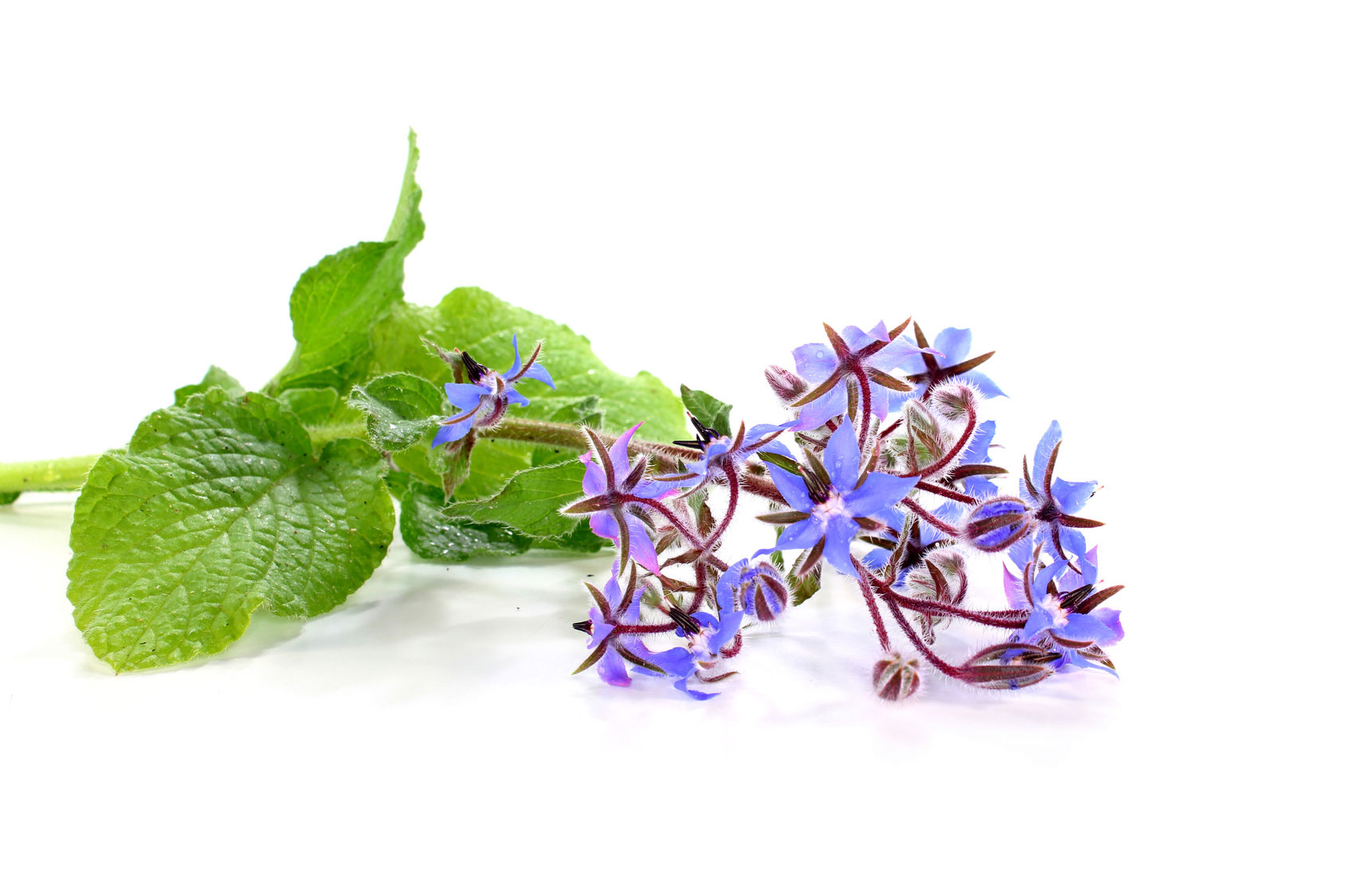 La borragine fiorisce durante la primavera/estate producendo piccoli fiorellini a forma di stella dal caratteristico colore azzurro-violetto. La borragine fiorisce durante la primavera/estate producendo piccoli fiorellini a forma di stella dal caratteristico colore azzurro-violetto.