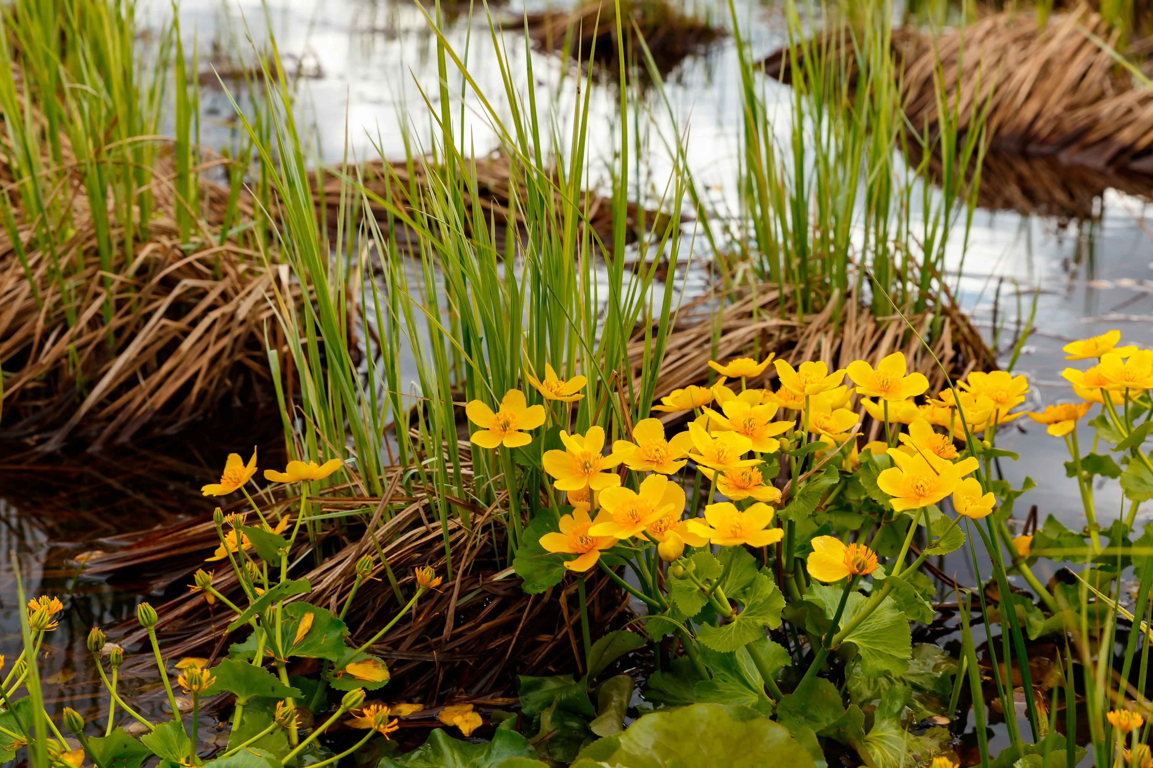 Come si vede in foto, la calta crea piccoli cespugli fioriti vicino agli specchi d'acqua. Come si vede in foto, la calta crea piccoli cespugli fioriti vicino agli specchi d'acqua.
