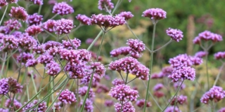 Verbena