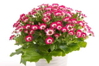 Con la cineraria si possono cingere i vialetti in giardino, creando un bellissimo camminamento fiorito e colorato, ma si può coltivare senza problemi anche in contenitore.