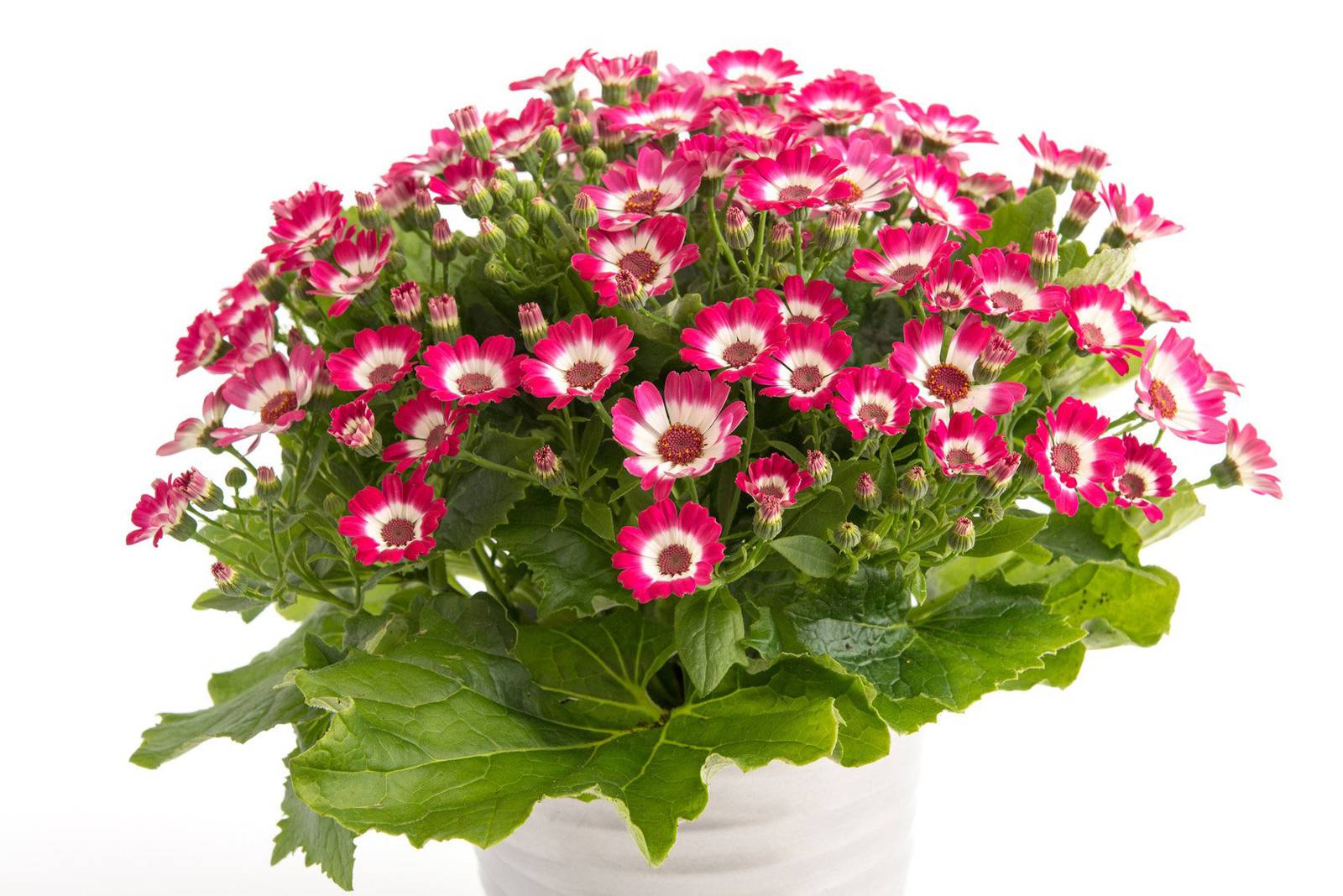Con la cineraria si possono cingere i vialetti in giardino, creando un bellissimo camminamento fiorito e colorato, ma si può coltivare senza problemi anche in contenitore. Con la cineraria si possono cingere i vialetti in giardino, creando un bellissimo camminamento fiorito e colorato, ma si può coltivare senza problemi anche in contenitore.