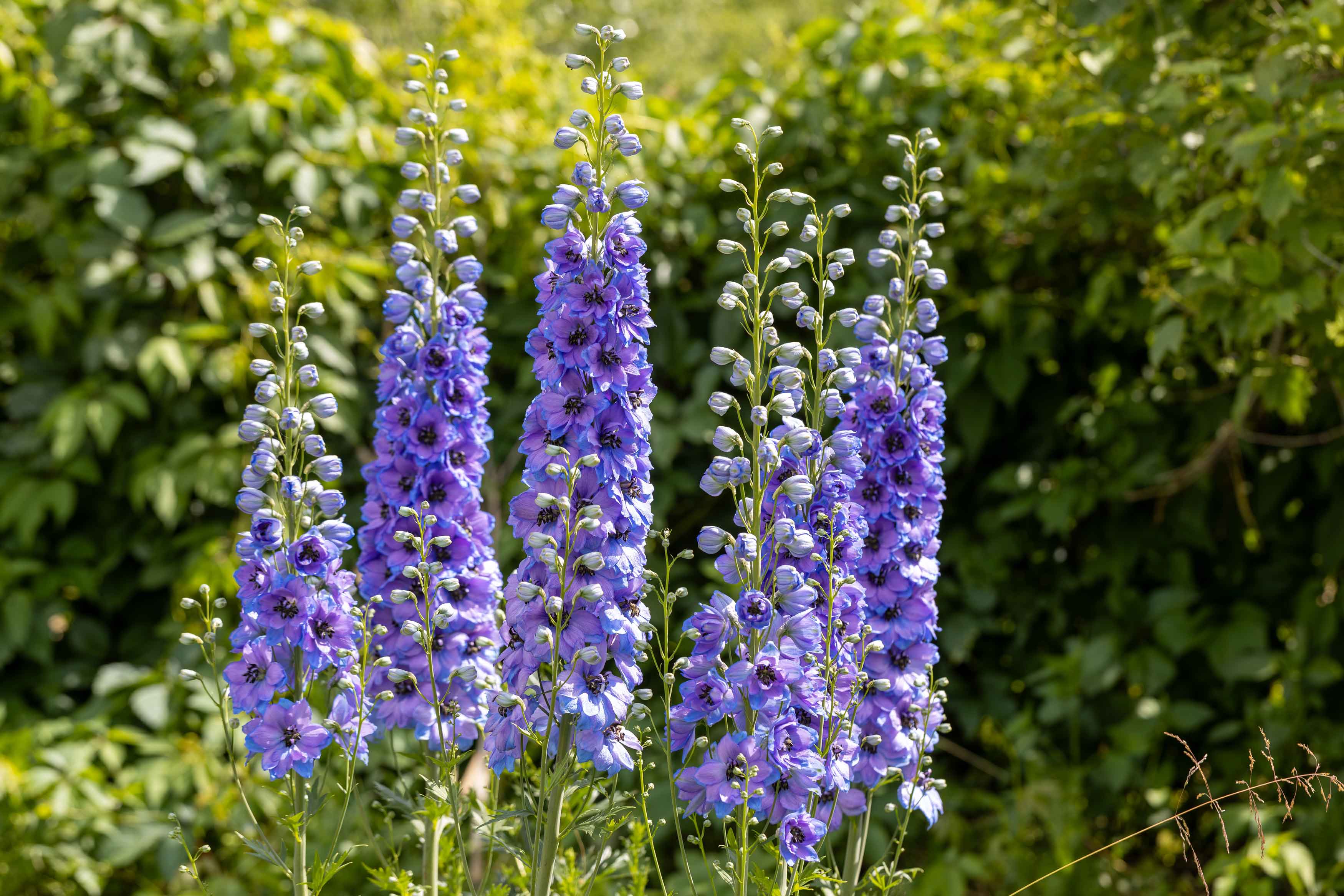 Il delphinium esplode in una vistosa fioritura durante l'estate. Il delphinium esplode in una vistosa fioritura durante l'estate.