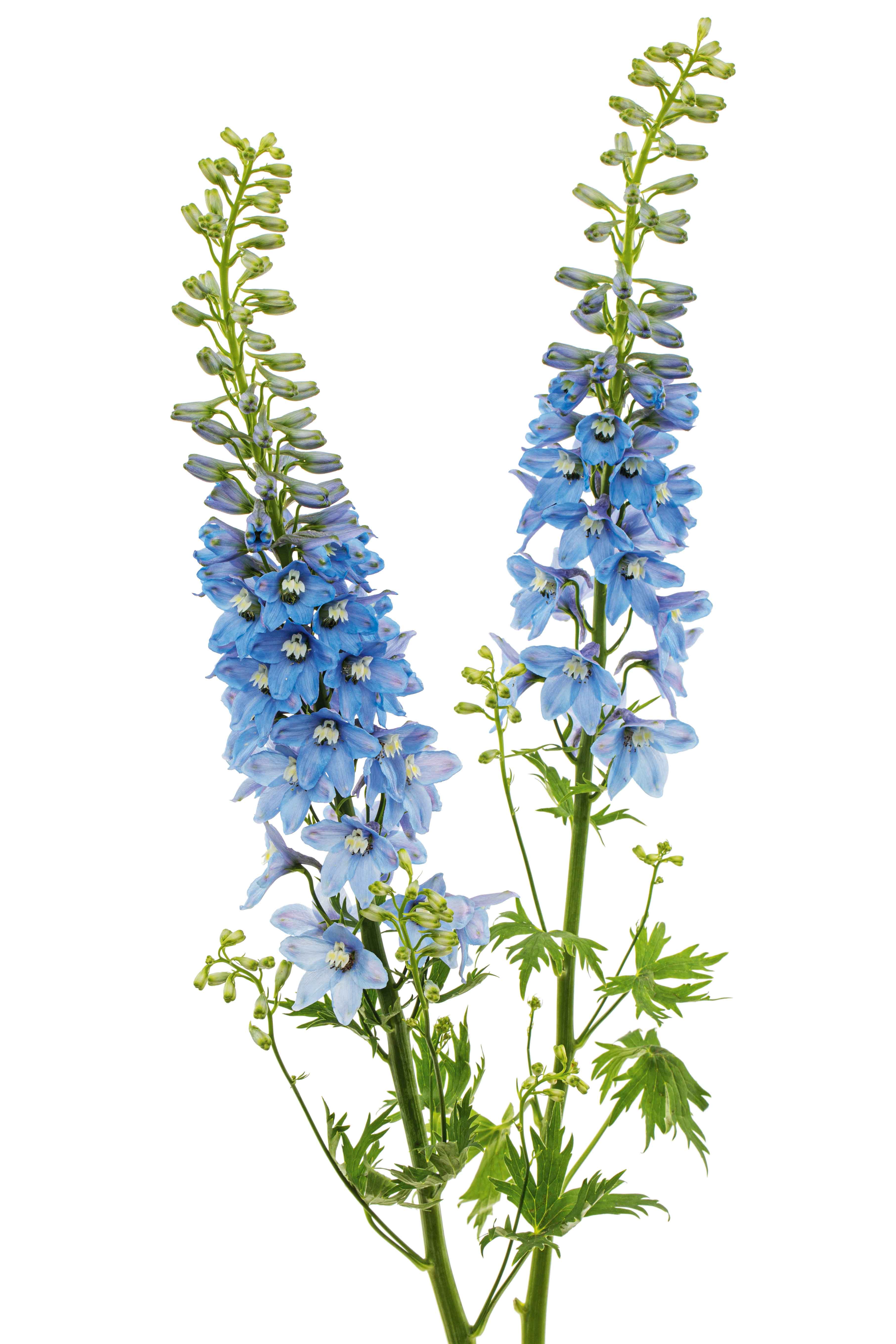 I bellissimi fiori di delphinium presentano colorazioni che variano dal bianco al rosa, fino al celeste, al blu, al lilla e al viola. I bellissimi fiori di delphinium presentano colorazioni che variano dal bianco al rosa, fino al celeste, al blu, al lilla e al viola.
