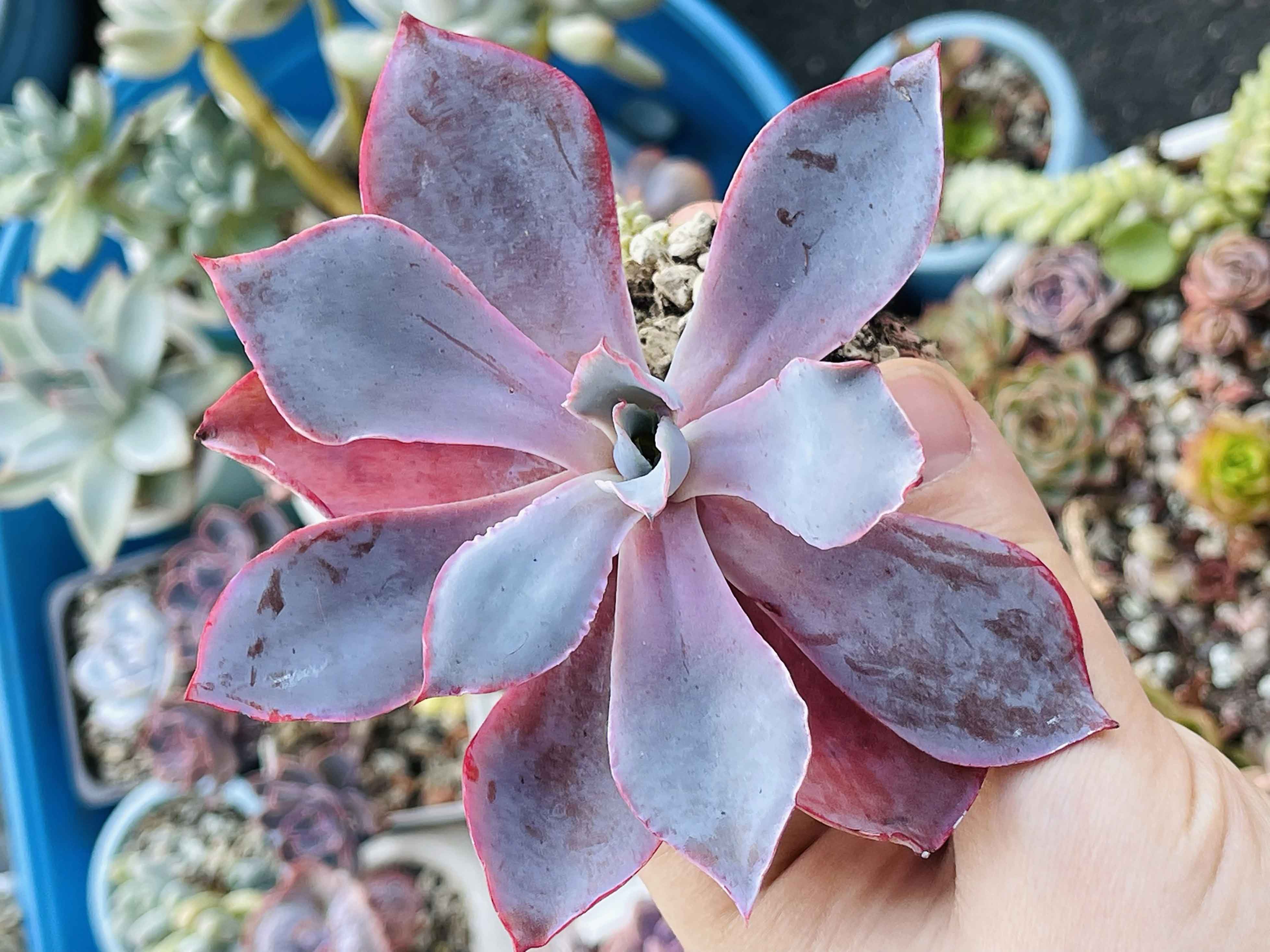 L'echeveria può crescere sia in casa, sia in giardino a seconda delle condizioni climatiche e delle temperature. L'echeveria può crescere sia in casa, sia in giardino a seconda delle condizioni climatiche e delle temperature.