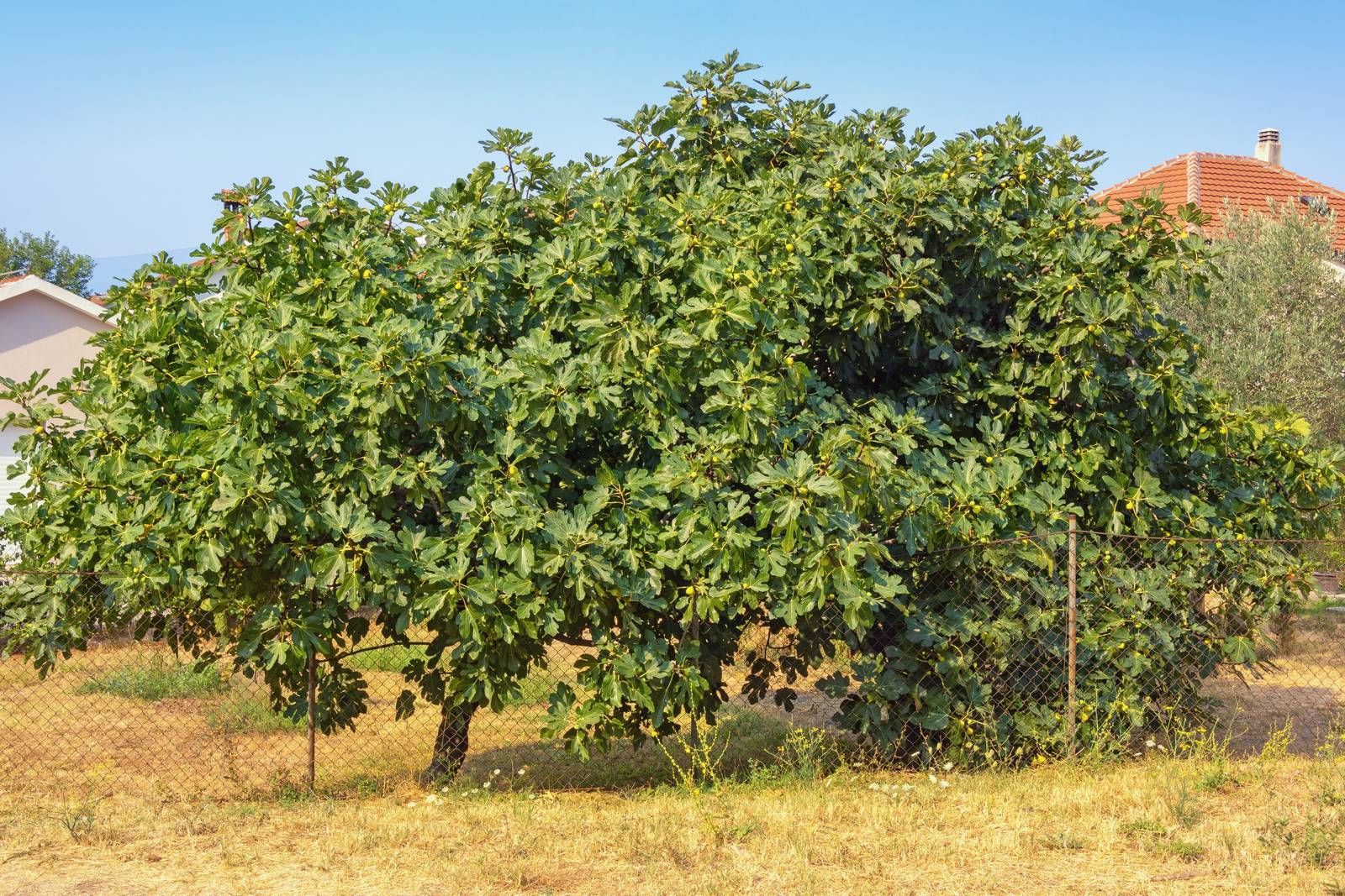 Il fico è una pianta tipicamente mediterranea, che però si dimostra abbastanza resistente al freddo. Il fico è una pianta tipicamente mediterranea, che però si dimostra abbastanza resistente al freddo.
