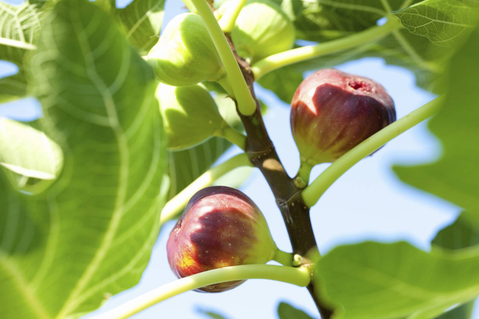 I frutti dell'albero di fico si possono gustare sia freschi, nel giro di pochissimo tempo, sia trasformati. I frutti dell'albero di fico si possono gustare sia freschi, nel giro di pochissimo tempo, sia trasformati.