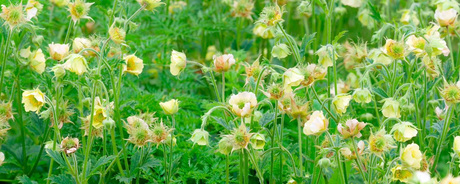 I geum fioriscono tipicamente durante il periodo estivo. I geum fioriscono tipicamente durante il periodo estivo.
