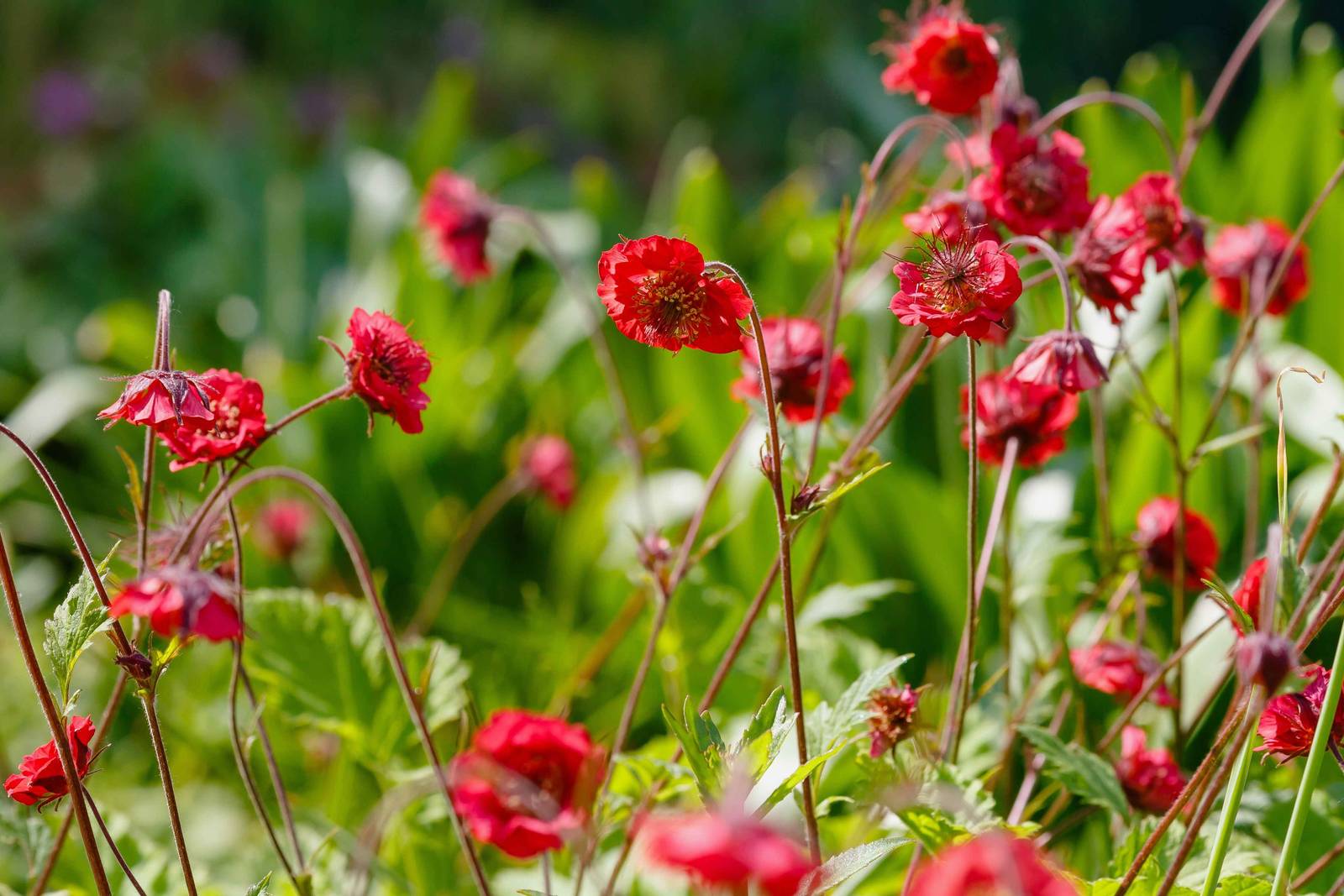 I geum crescono naturalmente nelle regioni temperate del continente europeo. I geum crescono naturalmente nelle regioni temperate del continente europeo.
