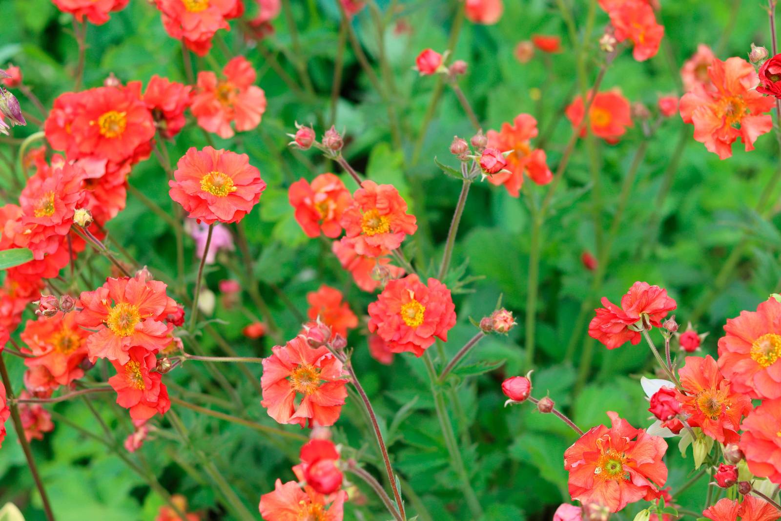 Il geum si caratterizza per i numerosi steli sottili che portano fiori singoli, tondeggianti, composti da cinque petali rossi, arancioni, gialli o rosa, con al centro stami di colore giallo. Il geum si caratterizza per i numerosi steli sottili che portano fiori singoli, tondeggianti, composti da cinque petali rossi, arancioni, gialli o rosa, con al centro stami di colore giallo.