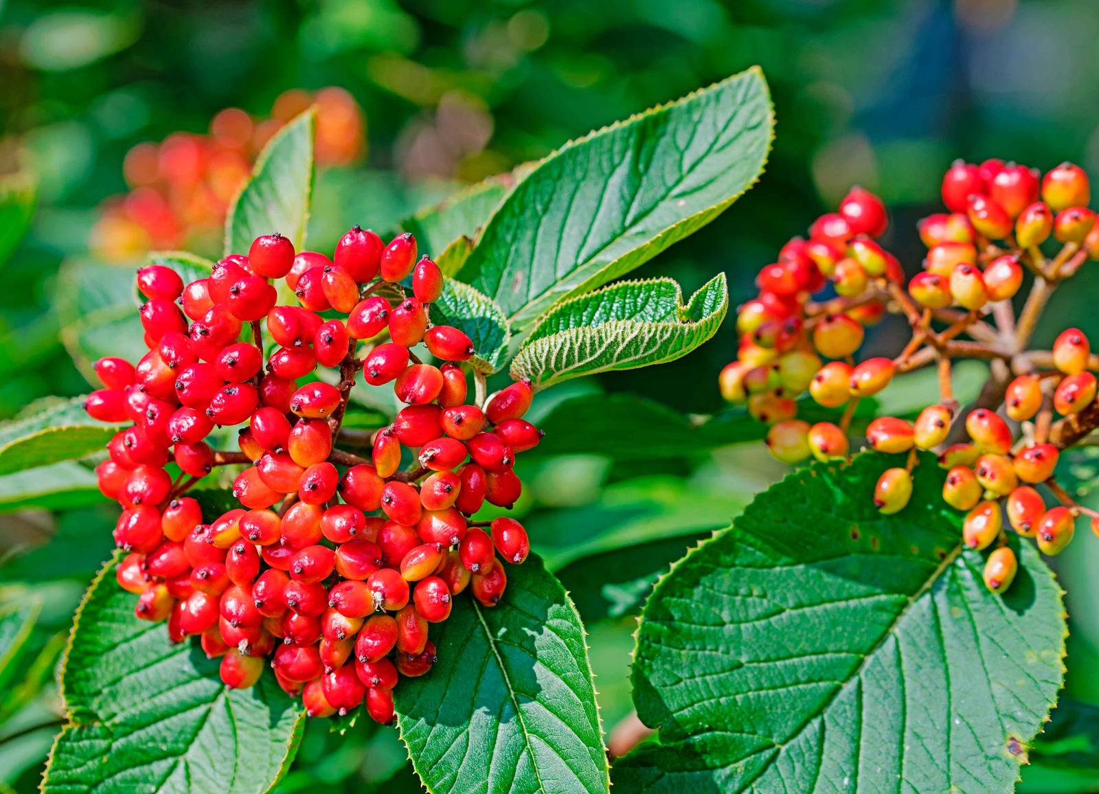 Le bacche rosse di lantana (ben visibili in foto) sono molto appetibili per gli animali selvatici, ma il consumo umano è vietato. Le bacche rosse di lantana (ben visibili in foto) sono molto appetibili per gli animali selvatici, ma il consumo umano è vietato.