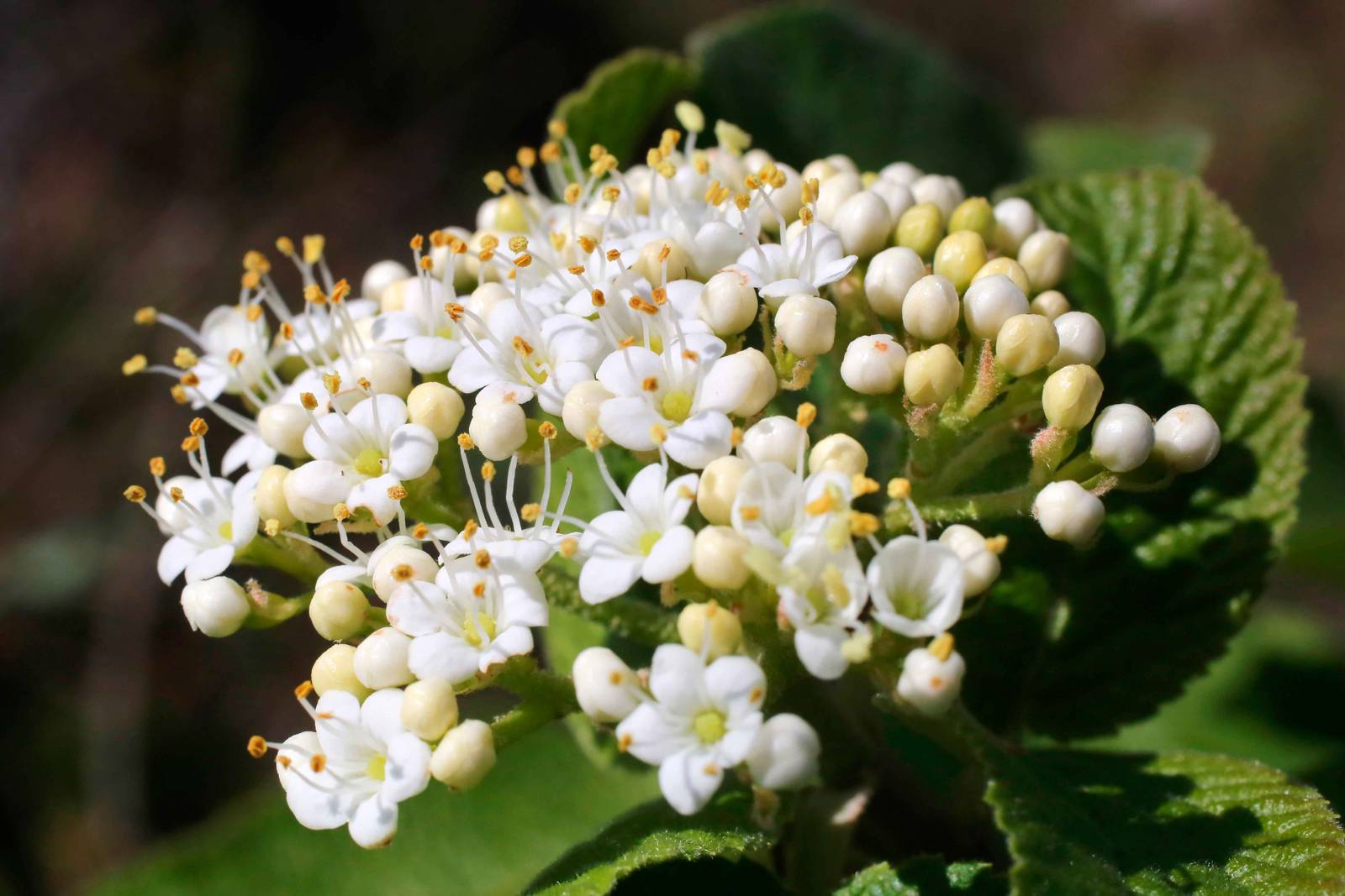 La lantana si può coltivare sia in vaso sia in piena terra. La lantana si può coltivare sia in vaso sia in piena terra.
