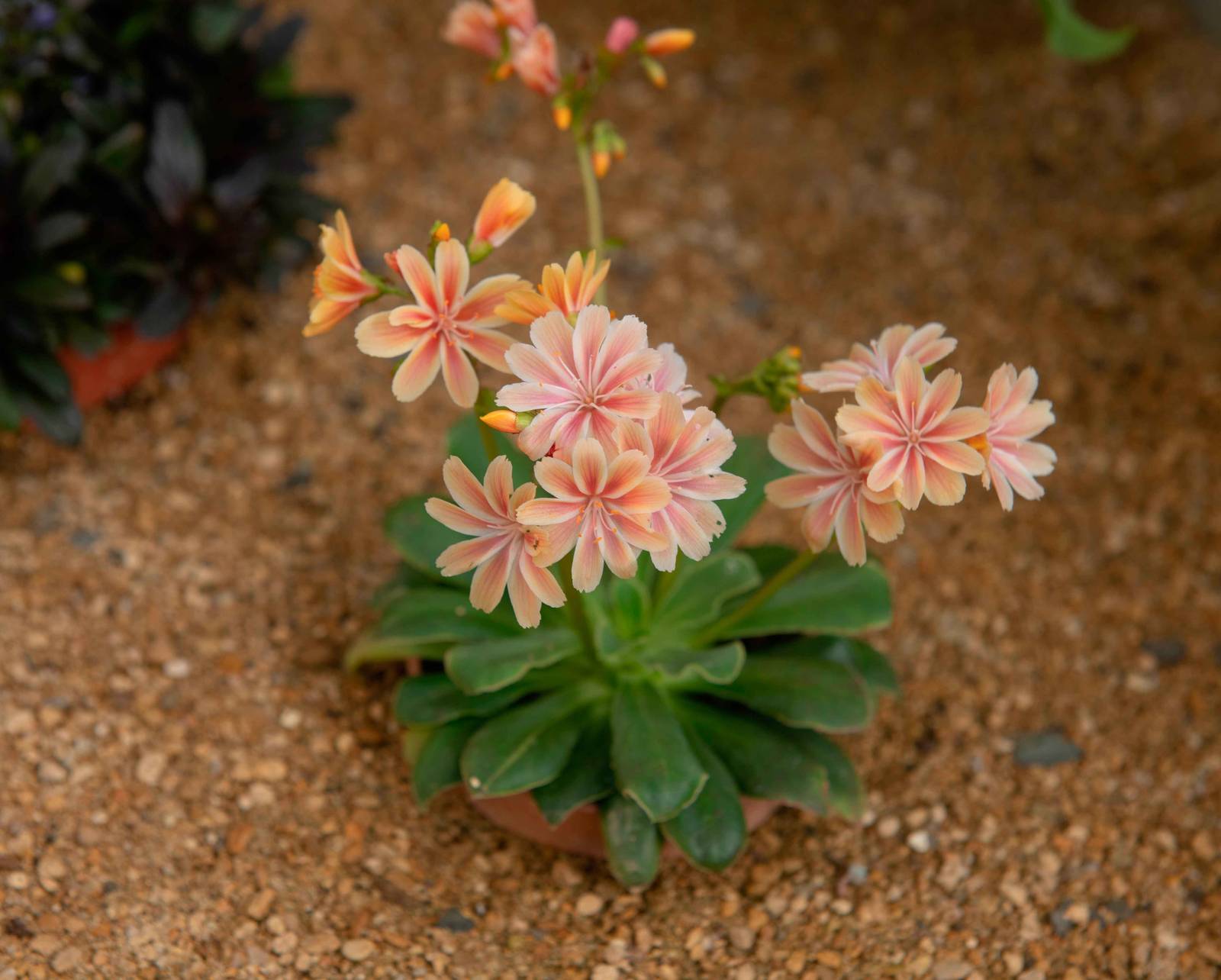 Lewisia può essere coltivata anche in contenitore.