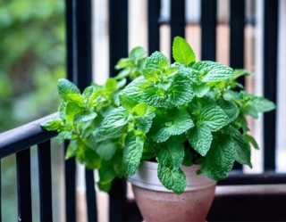 A pot of mint plant placed on the balcony of a house A pot of mint plant placed on the balcony of a house