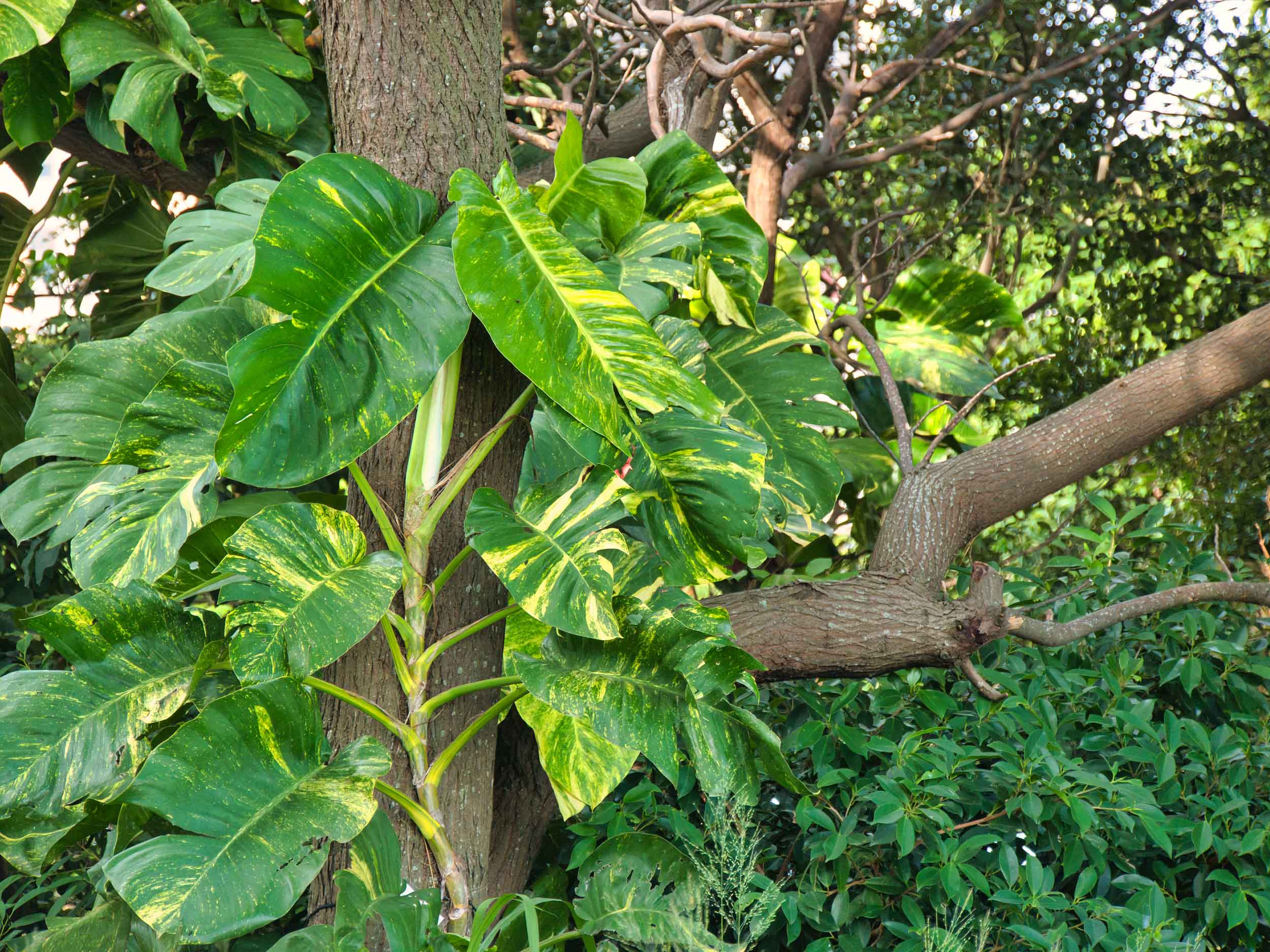 La monstera deliciosa è senza dubbio la varietà più nota e diffusa di questa pianta.