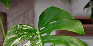 Monstera