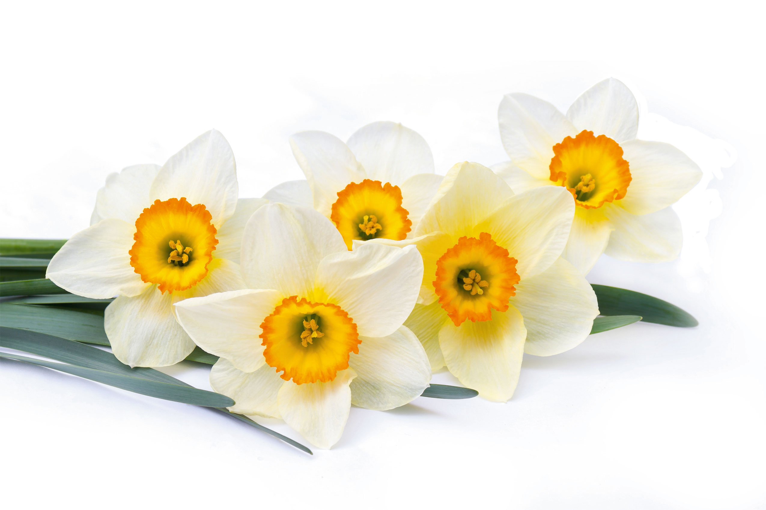 Un fiore di narciso cresciuto allo stato selvatico: la sua raccolta è severamente regolamentata e in alcune regioni vietata. Un fiore di narciso cresciuto allo stato selvatico: la sua raccolta è severamente regolamentata e in alcune regioni vietata.