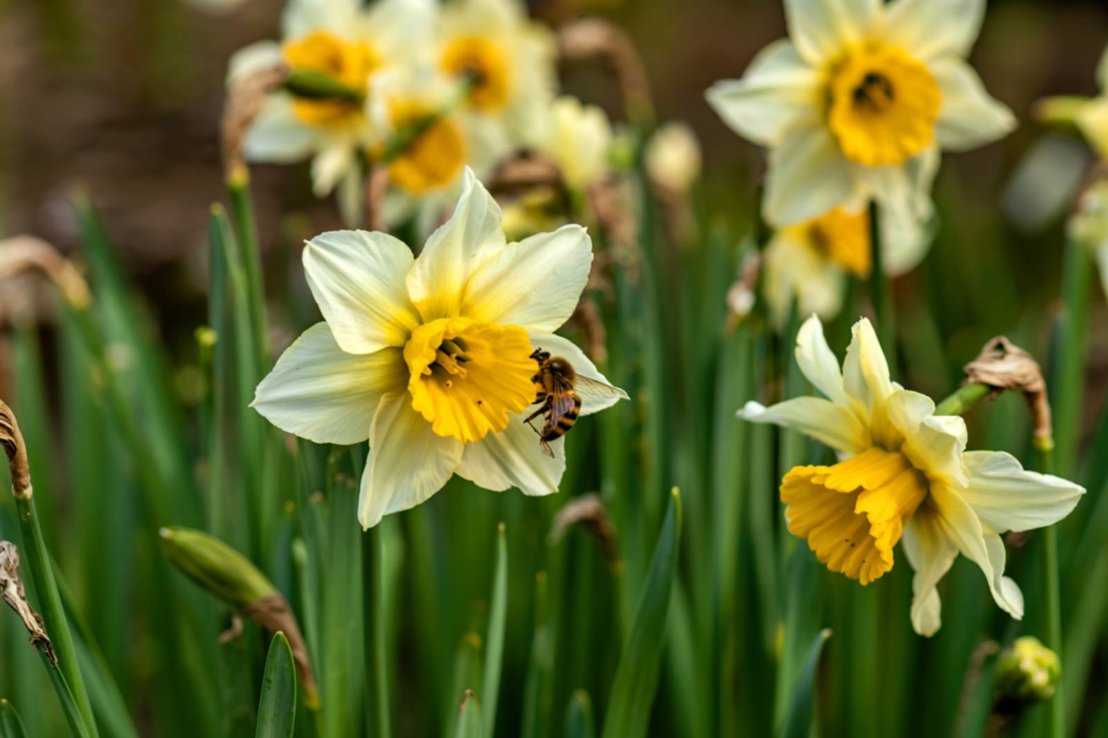 La pianta di narciso va esposta al pieno sole o in mezz'ombra a seconda della regione. La pianta di narciso va esposta al pieno sole o in mezz'ombra a seconda della regione.