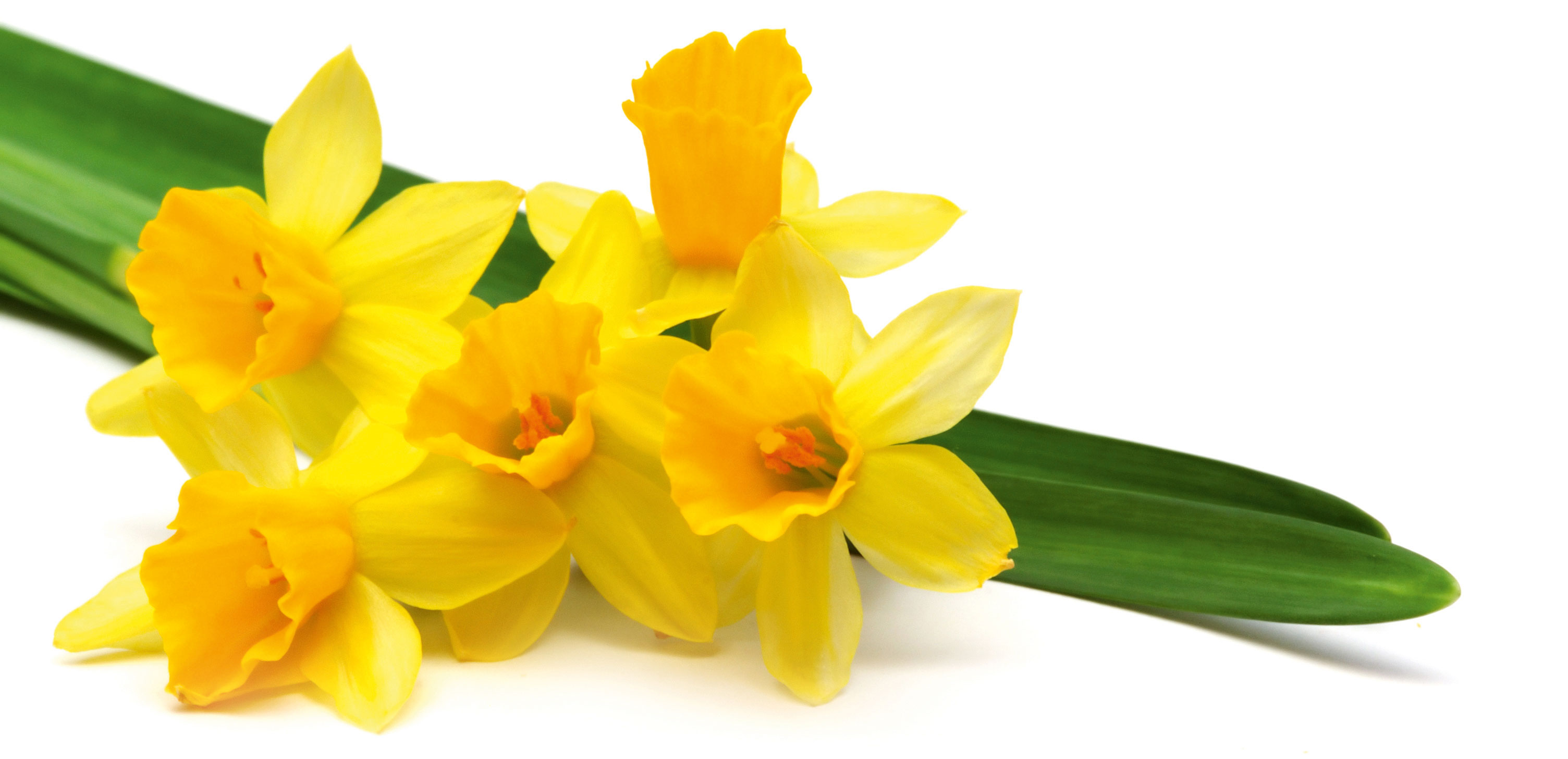 In questa foto è ben visibile la caratteristica forma a trombetta della corona centrale del fiore di narciso. In questa foto è ben visibile la caratteristica forma a trombetta della corona centrale del fiore di narciso.