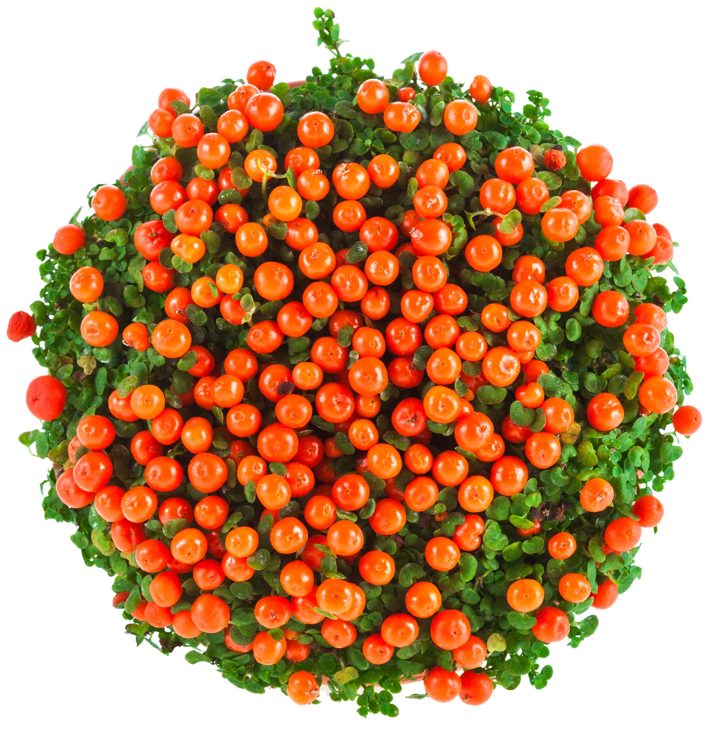 Le numerosissime bacche dal caratteristico colore arancione acceso sono la vera attrattiva della pianta di nertera. Le numerosissime bacche dal caratteristico colore arancione acceso sono la vera attrattiva della pianta di nertera.